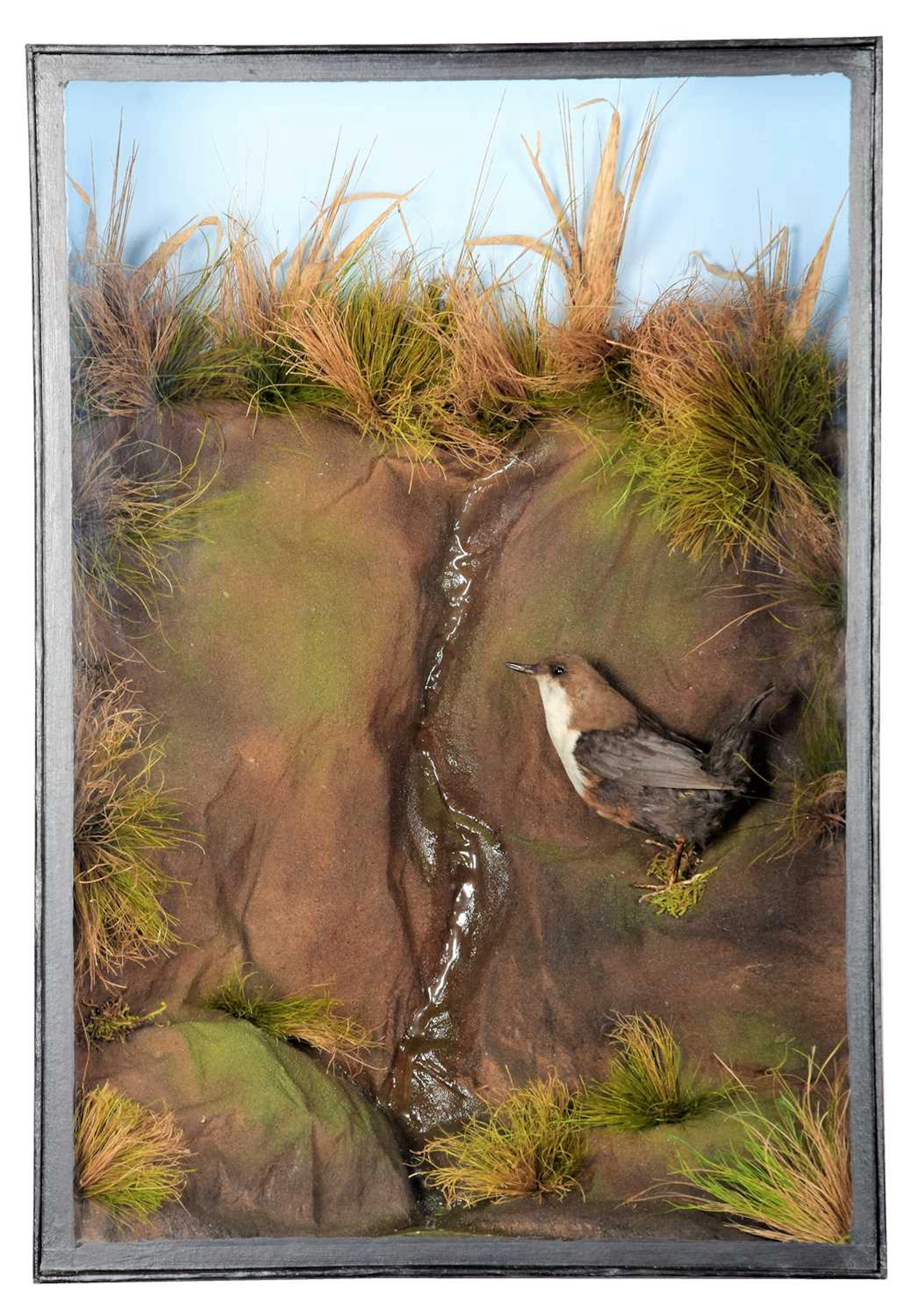 Taxidermy: A Cased White-throated Dipper (Cinclus cinclus), circa