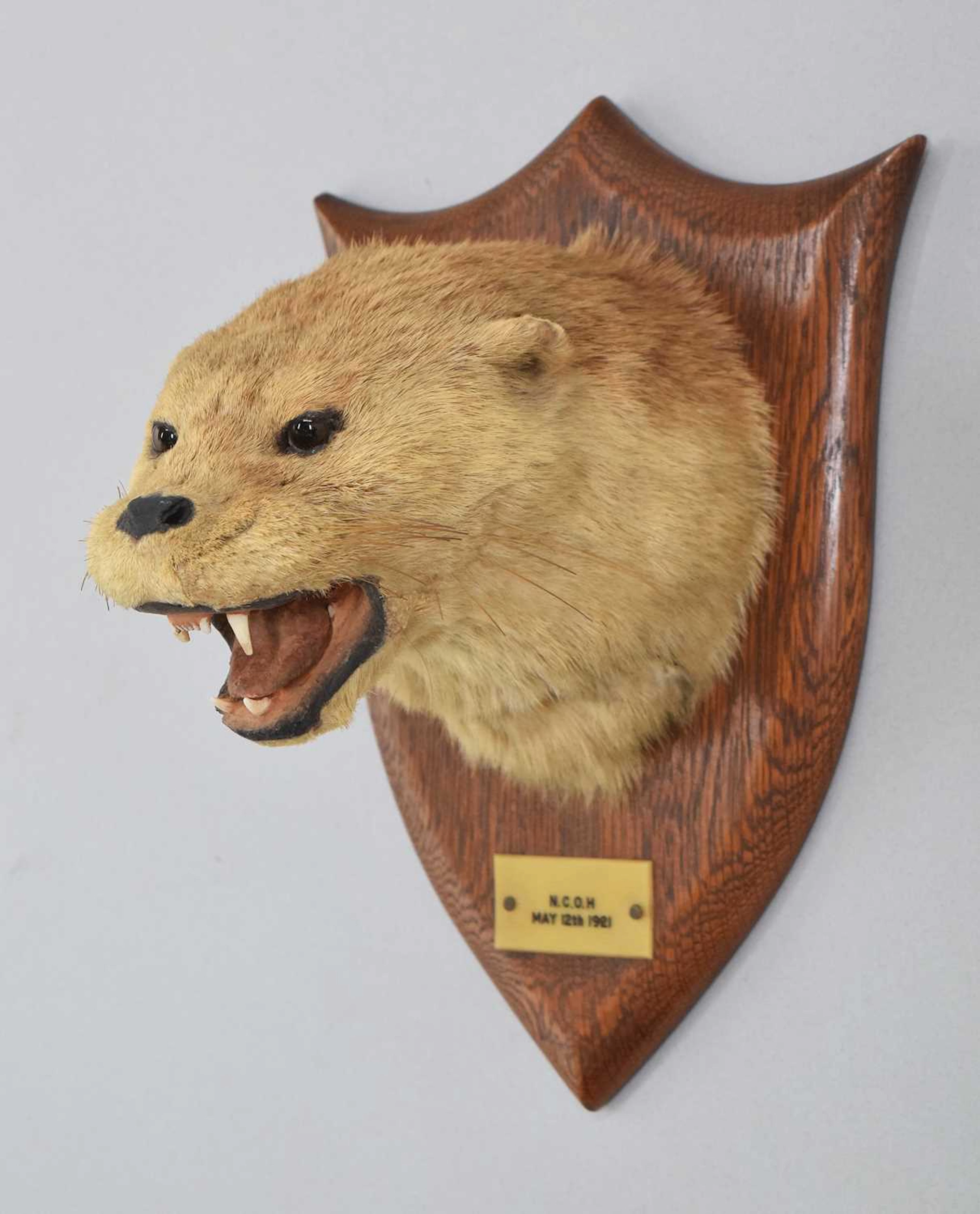 Taxidermy: Eurasian Otter Mask, dated 1921, N.C.O.H, , by Peter Spicer