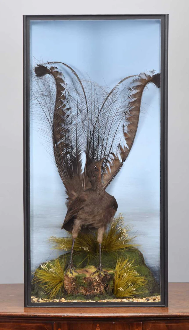 Taxidermy: A Victorian Superb Lyrebird (Menura novaehollandiae), circa