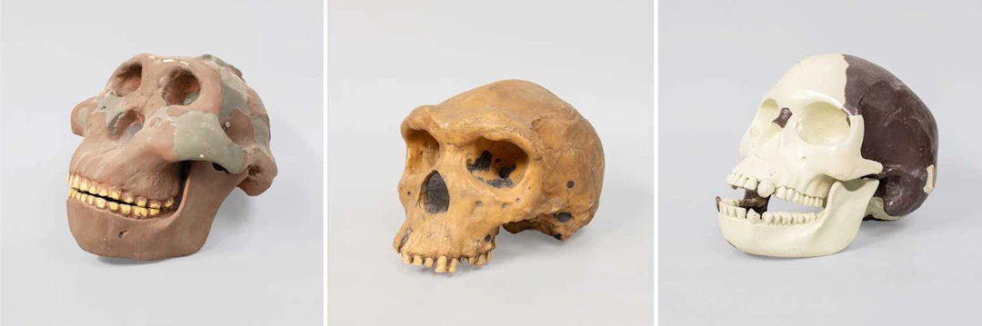 Three Composition Skulls