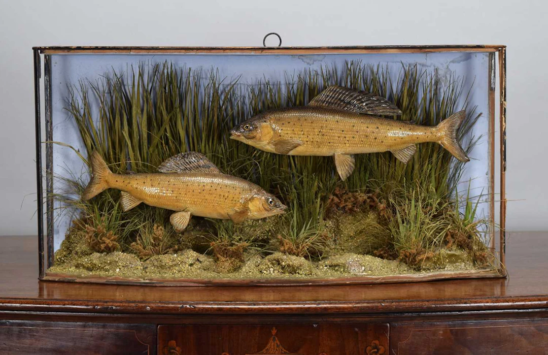 Taxidermy: A Late Victorian Cased Pair of Grayling (, (, dated 1899