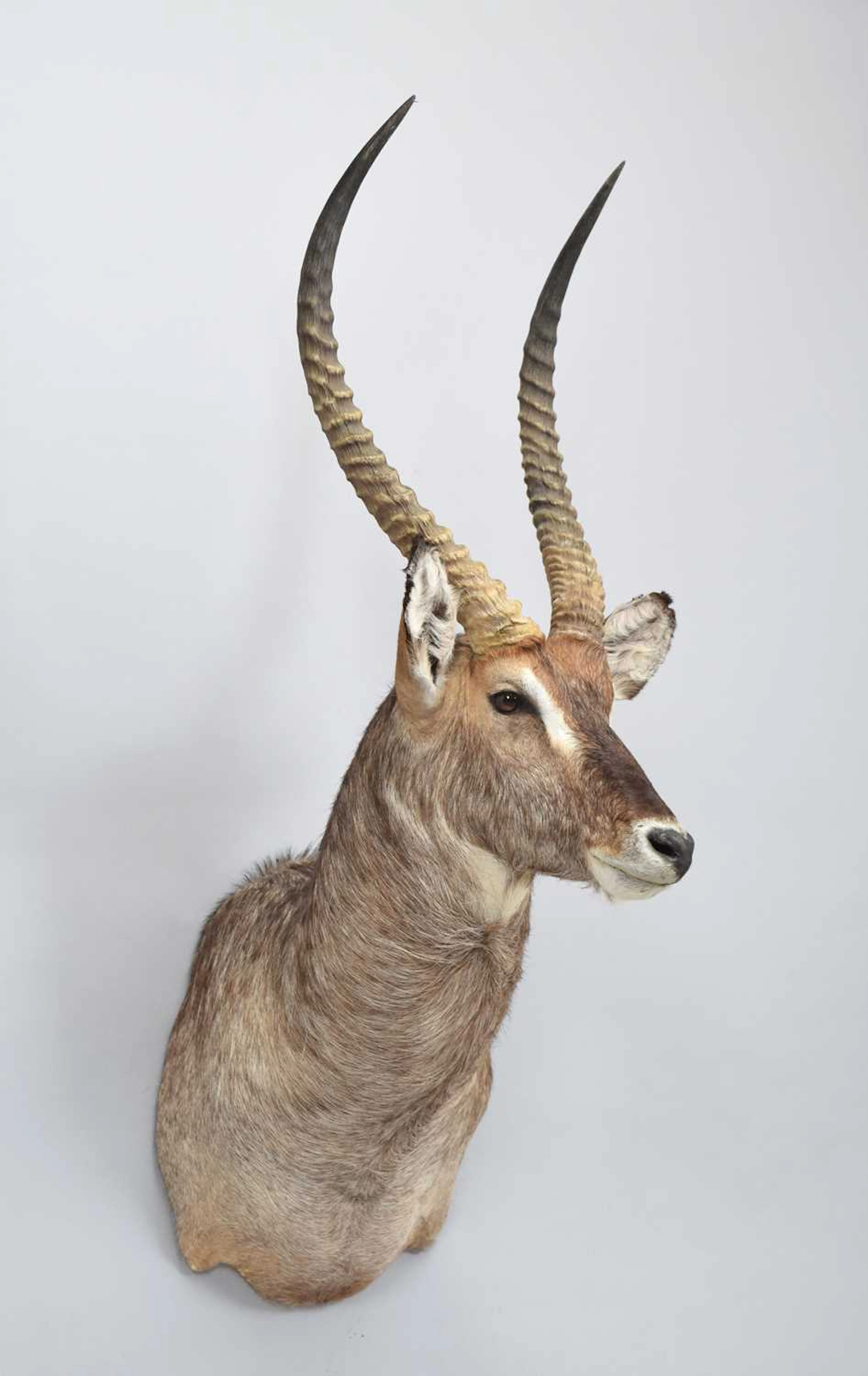 Taxidermy: Common Waterbuck (Kobus ellipsiprymnus), modern, South