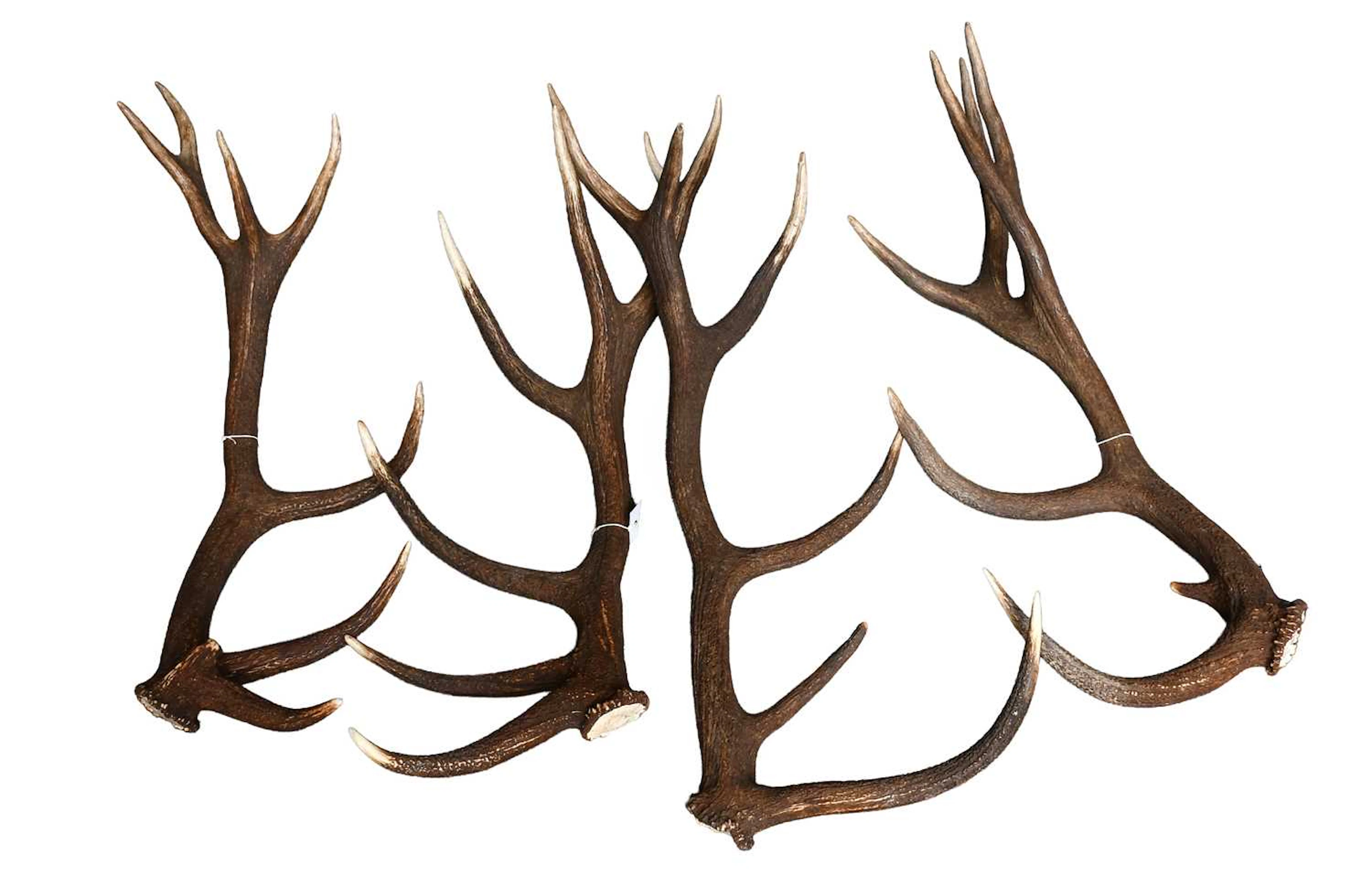 Antlers/Horns: Two Pairs of Stag Red Deer Antlers (Cervus elaphus)