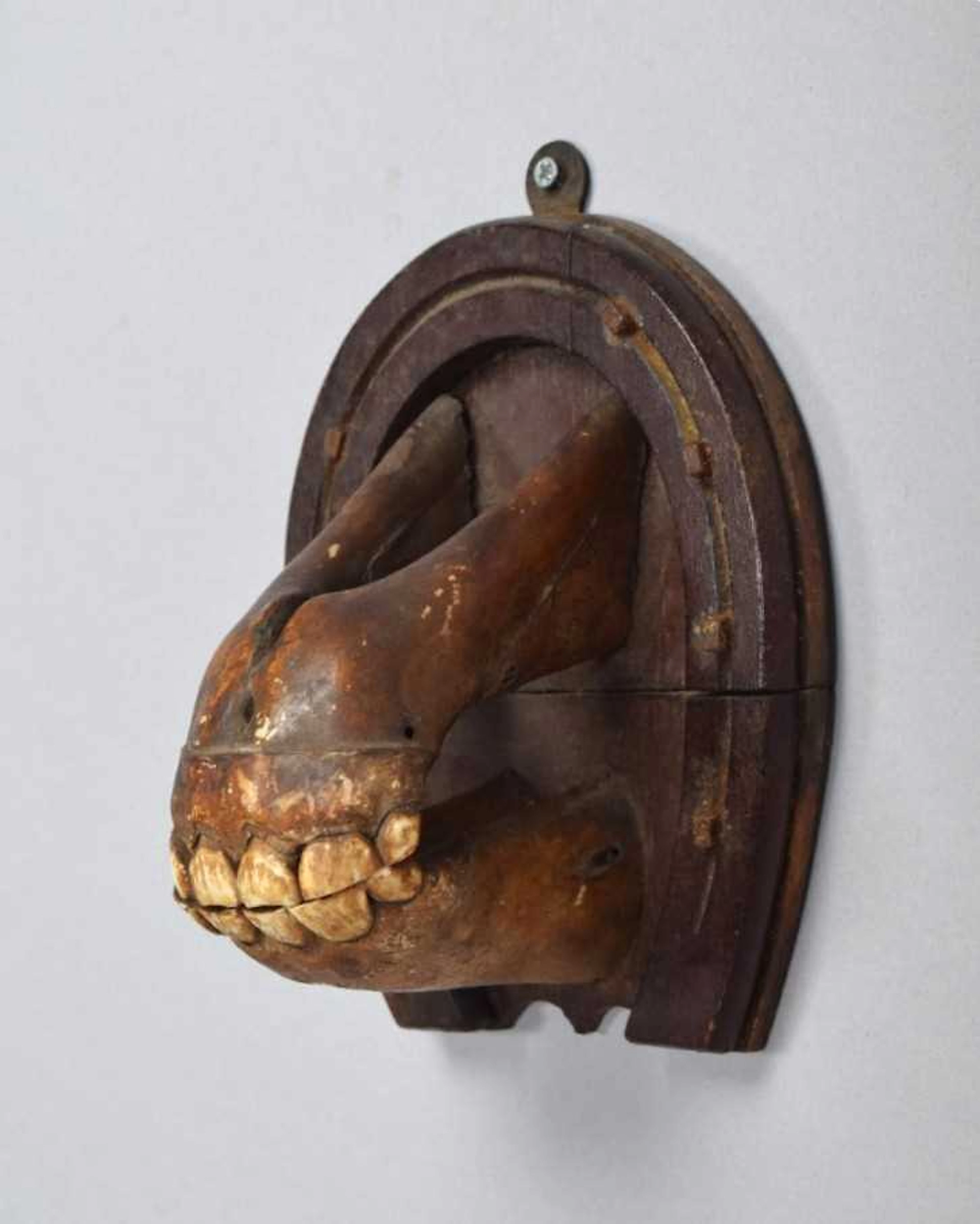 Natural History:, Domesticated Horse Teeth Set, Equus ferus caballus)