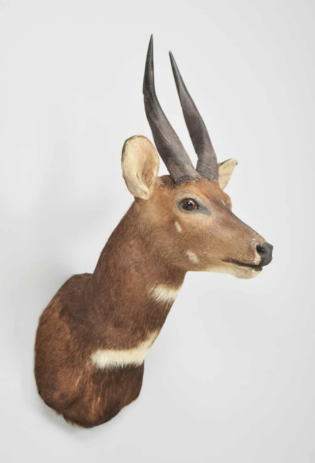 Taxidermy: Cape Bushbuck (Tragelaphus sylvaticus), modern, South Africa