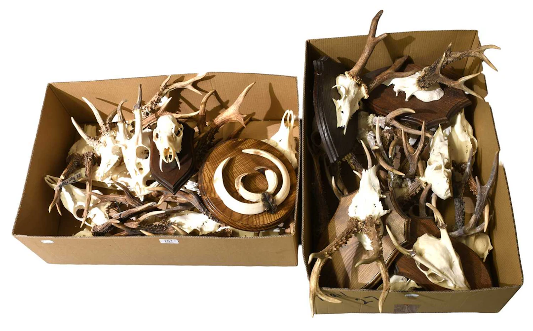 Antlers/Horns: A Group of Roebuck Antlers, Wild Boar Tusks and Skulls