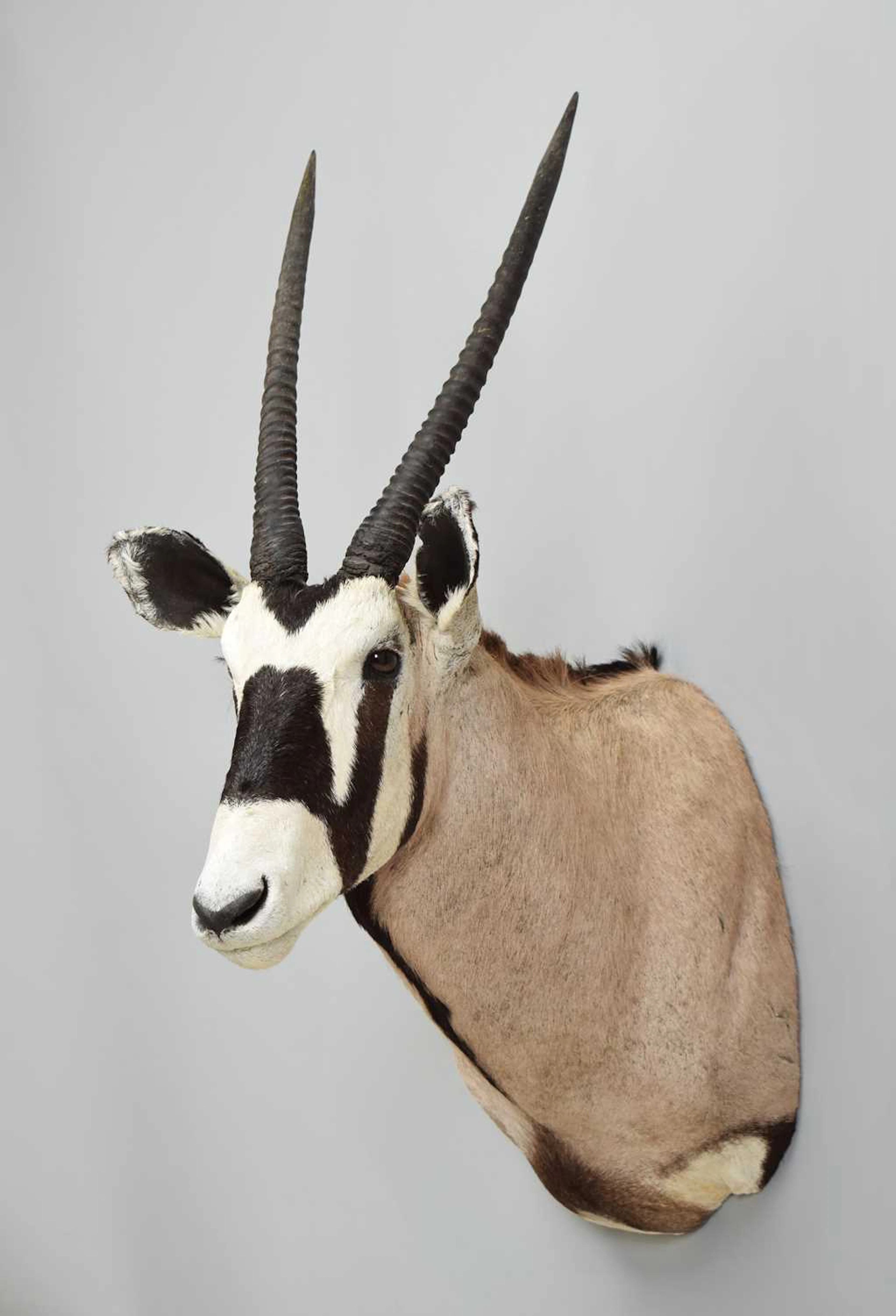 Taxidermy: Gemsbok Oryx (Oryx gazella), 2016, (Oryx gazella), by Trophaendientse