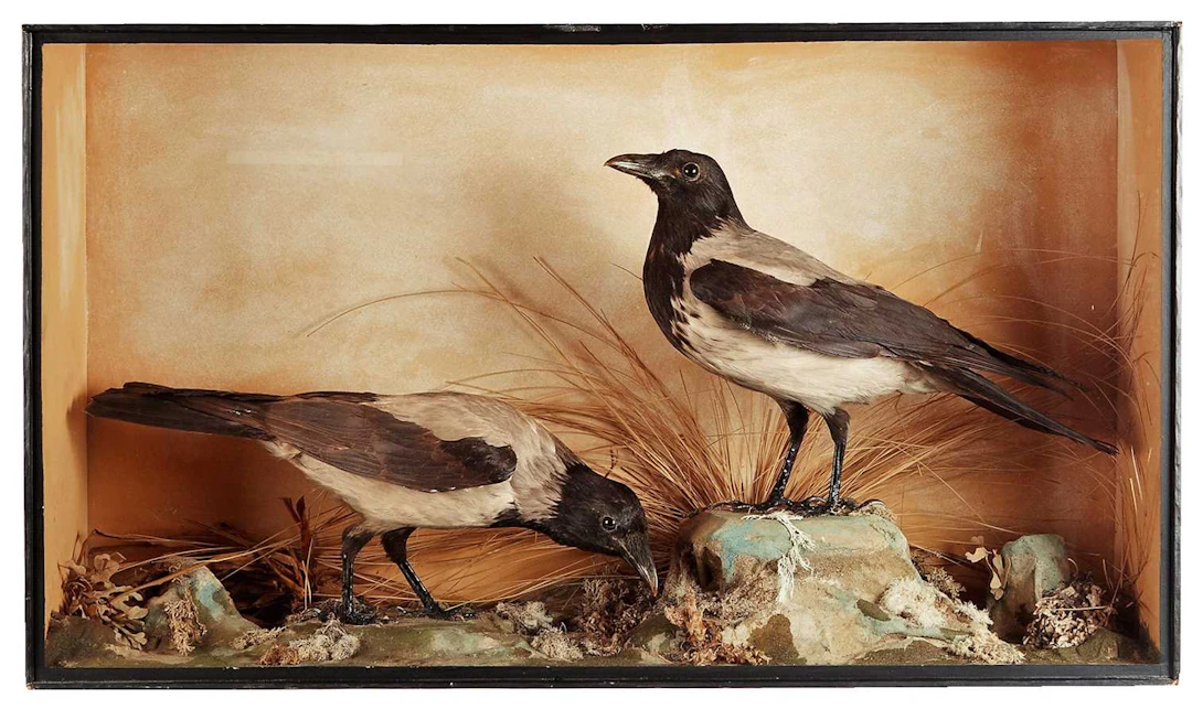 Taxidermy: A Cased Pair of Hooded Crows (Corvus cornix), (Corvus cornix)