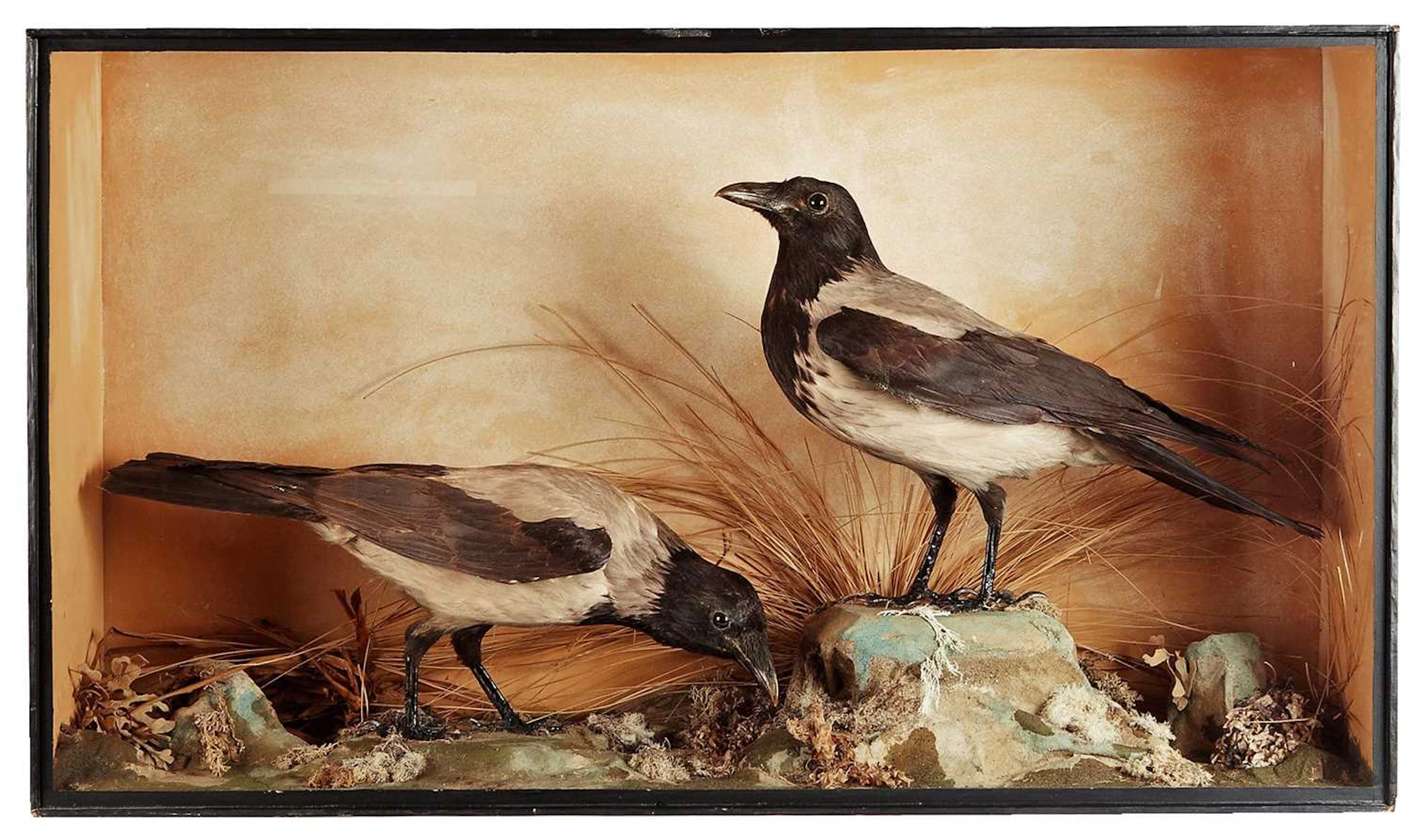 Taxidermy: A Cased Pair of Hooded Crows (Corvus cornix), (Corvus cornix)
