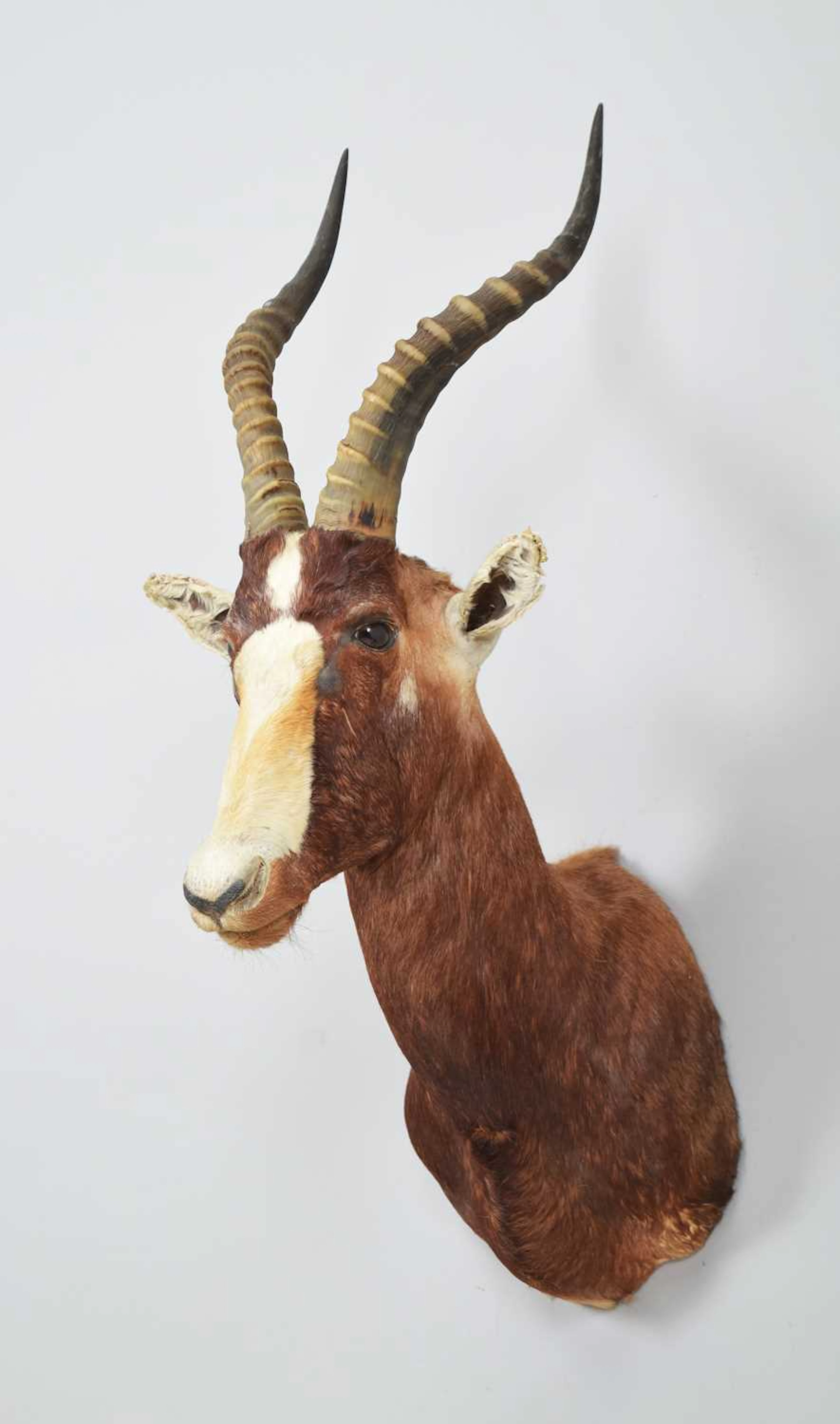 Taxidermy: Blesbok (Damaliscus pygargus phillipsi), modern, by Colin