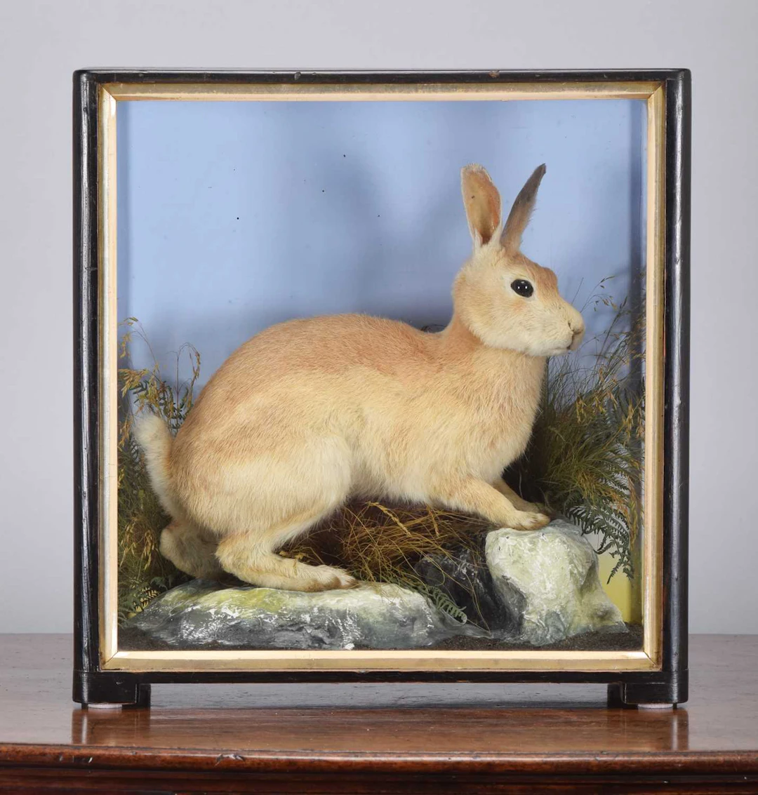 Taxidermy: A Cased Scottish Mountain Hare (Lepus timidus), 1860-1942