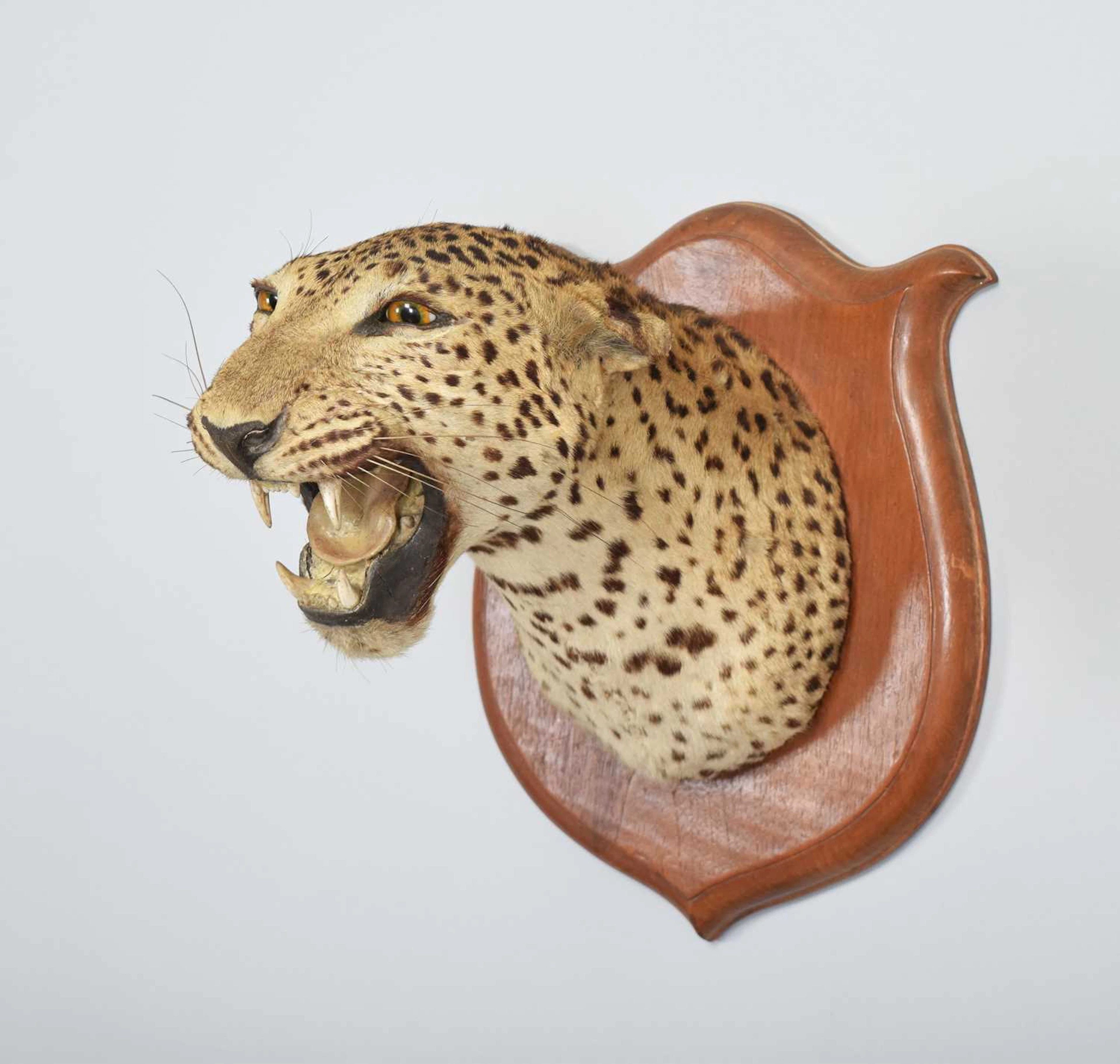 Taxidermy: Indian Leopard Shoulder Mount (Panthera pardus fusca)