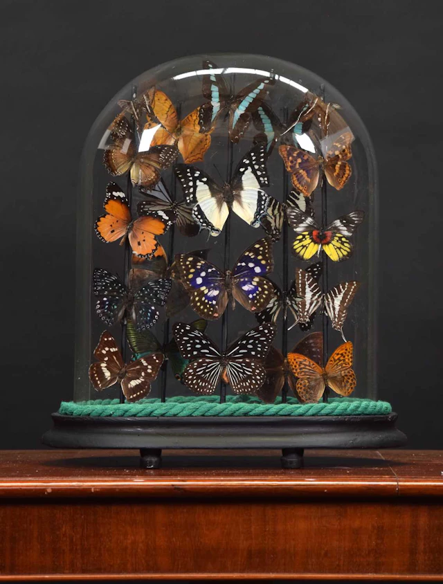 Entomology: A Colourful Display of Tropical Butterflies & Moths, modern