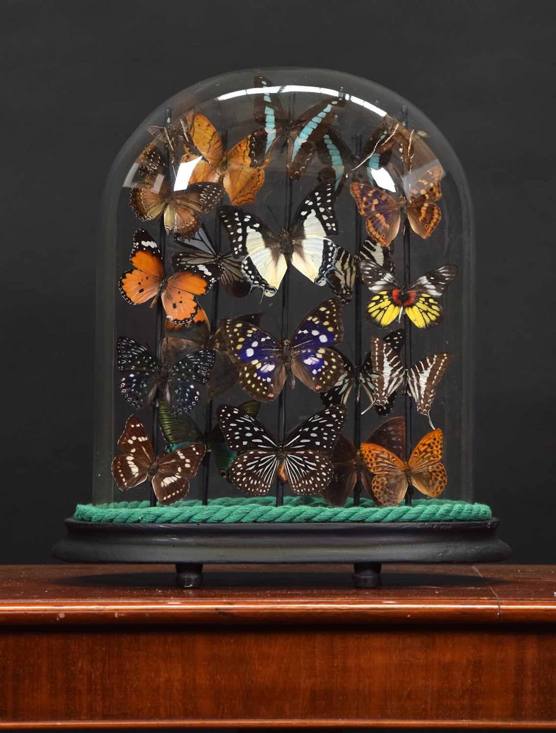 Entomology: A Colourful Display of Tropical Butterflies & Moths, modern