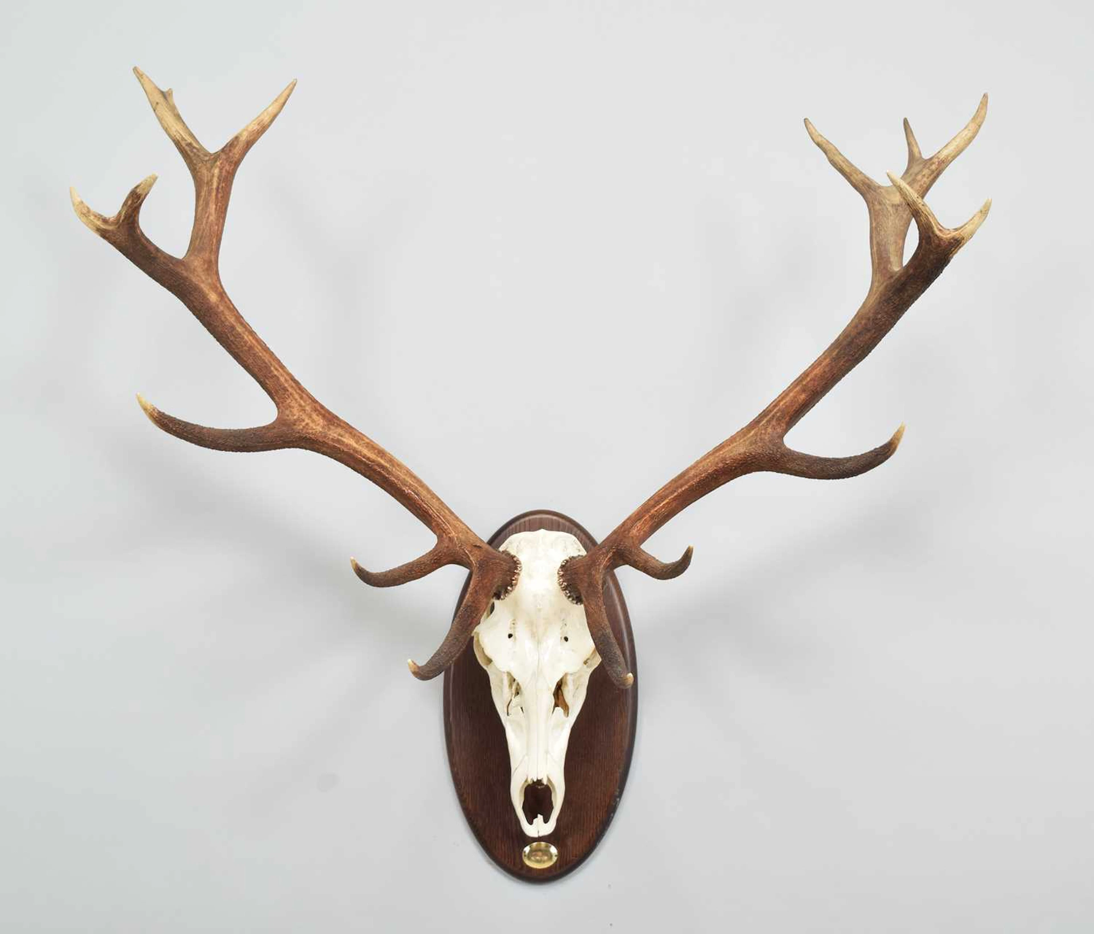 Antlers/Horns: European Red Deer (Cervus elaphus hippelaphus), dated