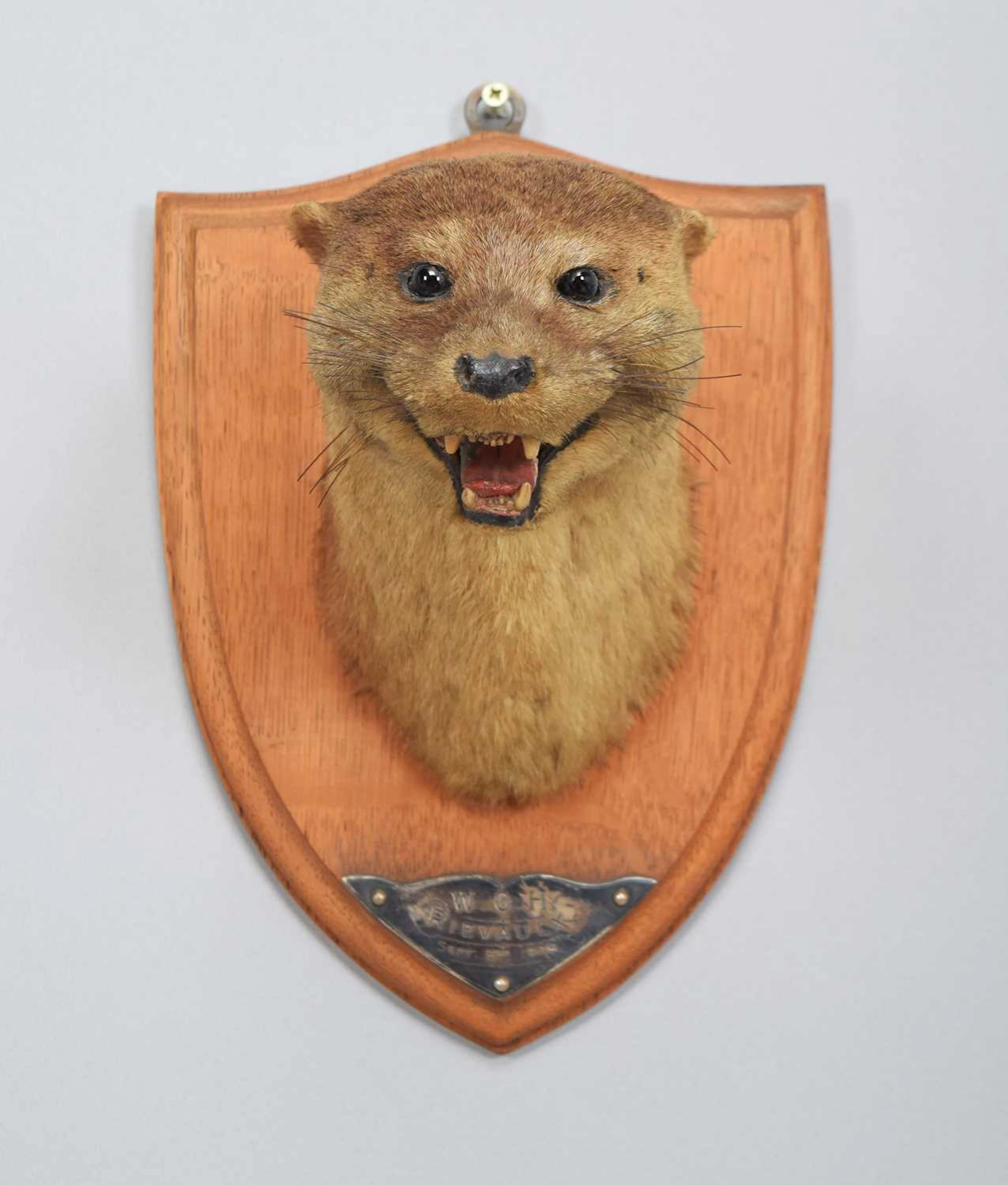 Taxidermy: Eurasian Otter Mask (Lutra lutra), dated 1909, by E. Allen