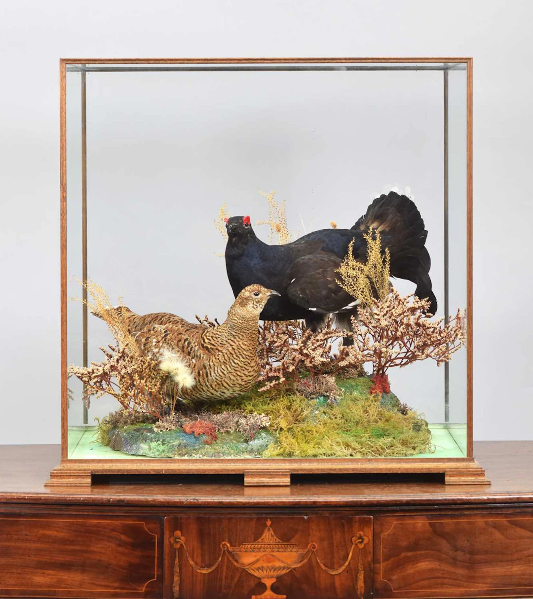 Taxidermy: A Cased Pair of Eurasian Black Grouse (Lyrurus tetrix)