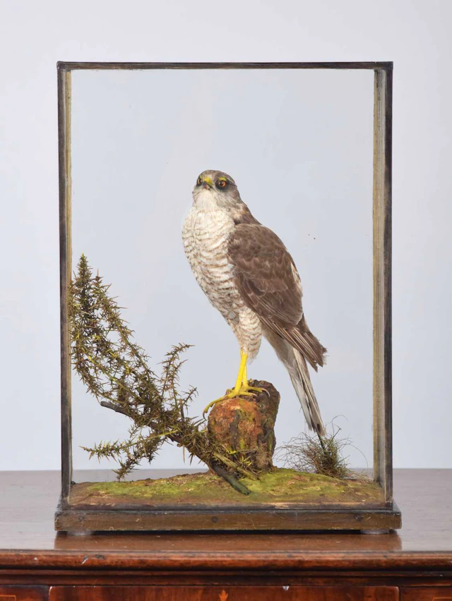 Taxidermy: A Cased Eurasian Sparrowhawk (Accipiter nisus), circa 1922-1929
