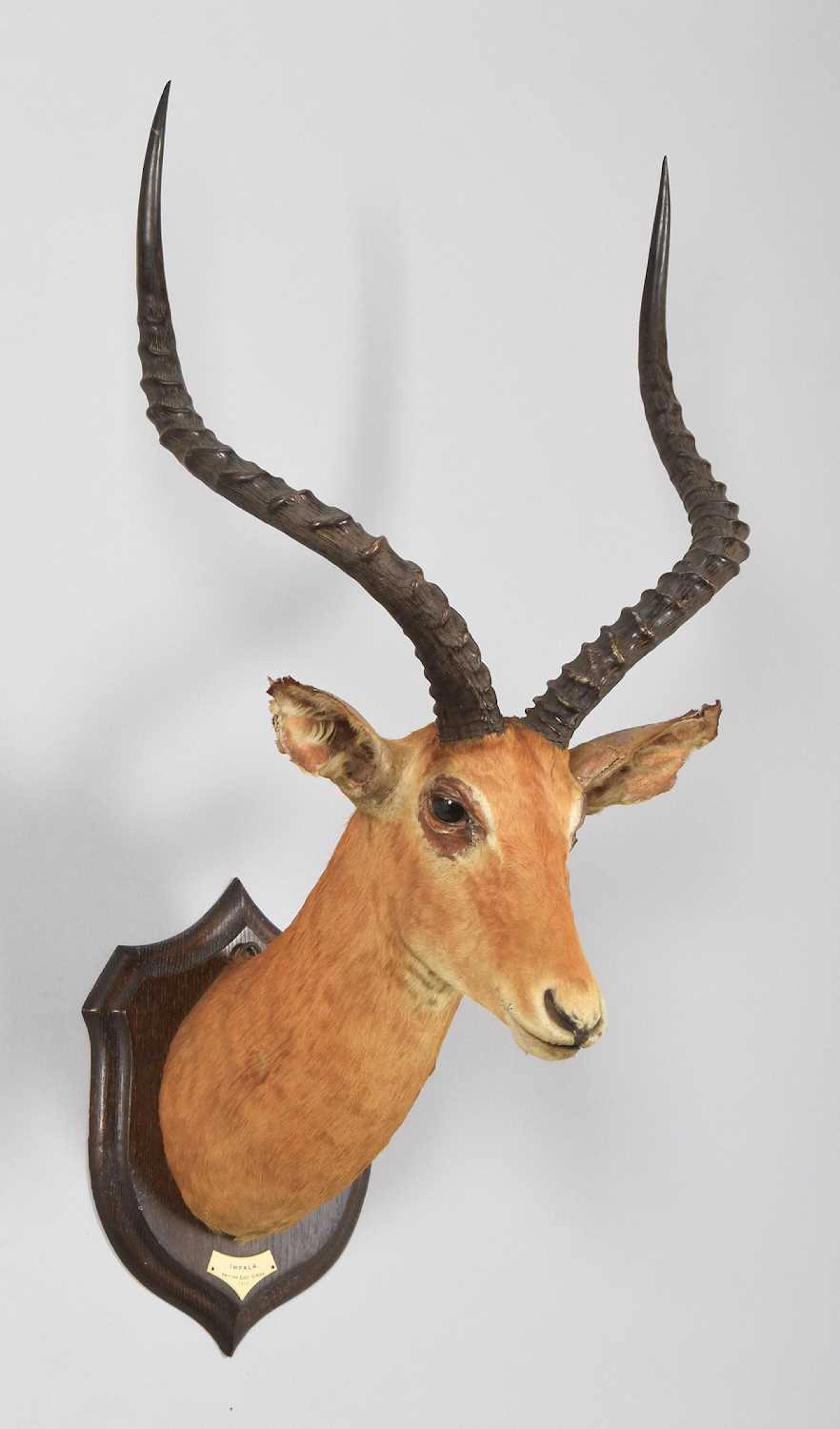 Taxidermy: East African Impala (Aepyceros Melampus rendilis), dated
