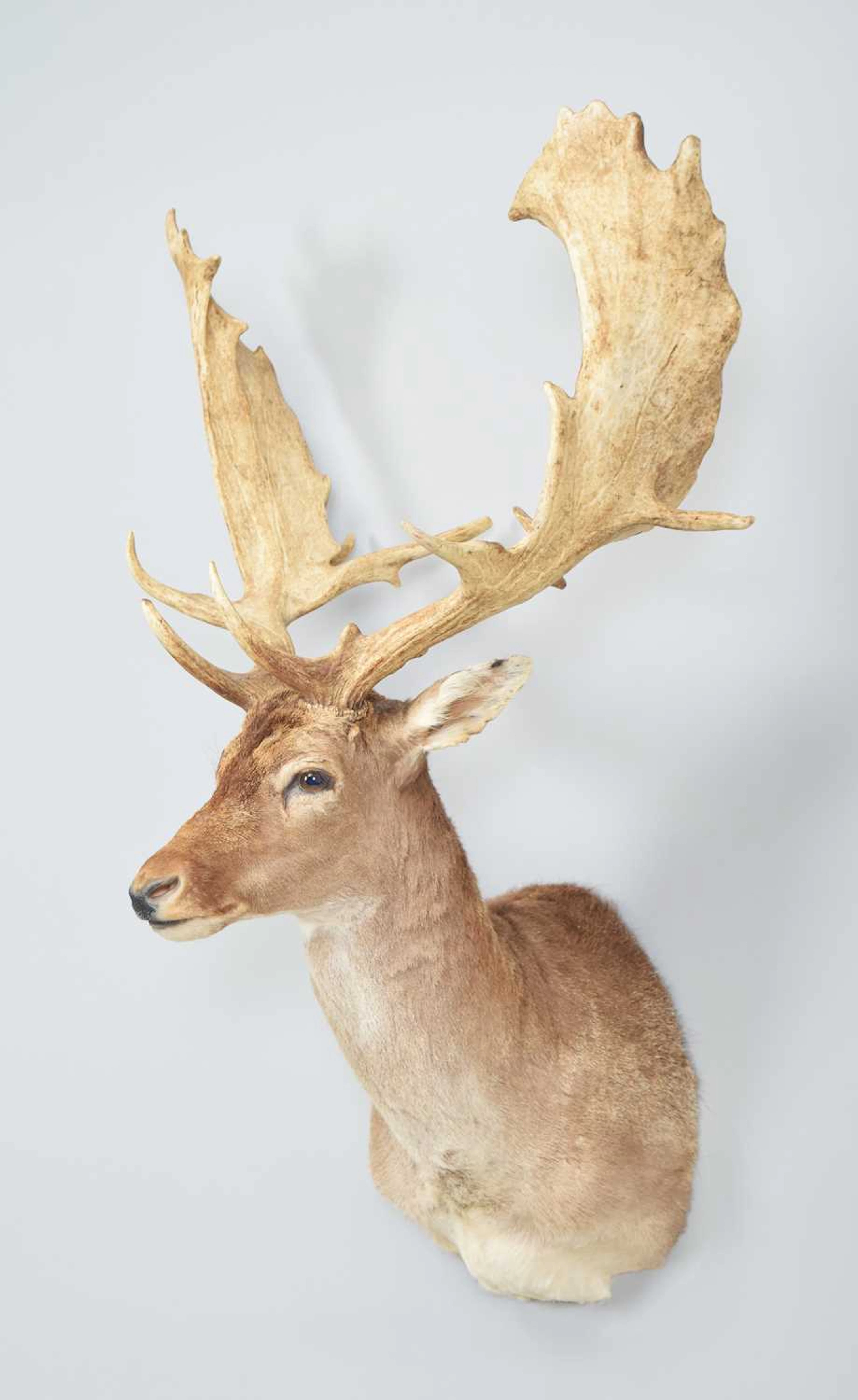 Taxidermy: European Fallow Deer (Dama dama), dated 2001, by Gary Tatterton