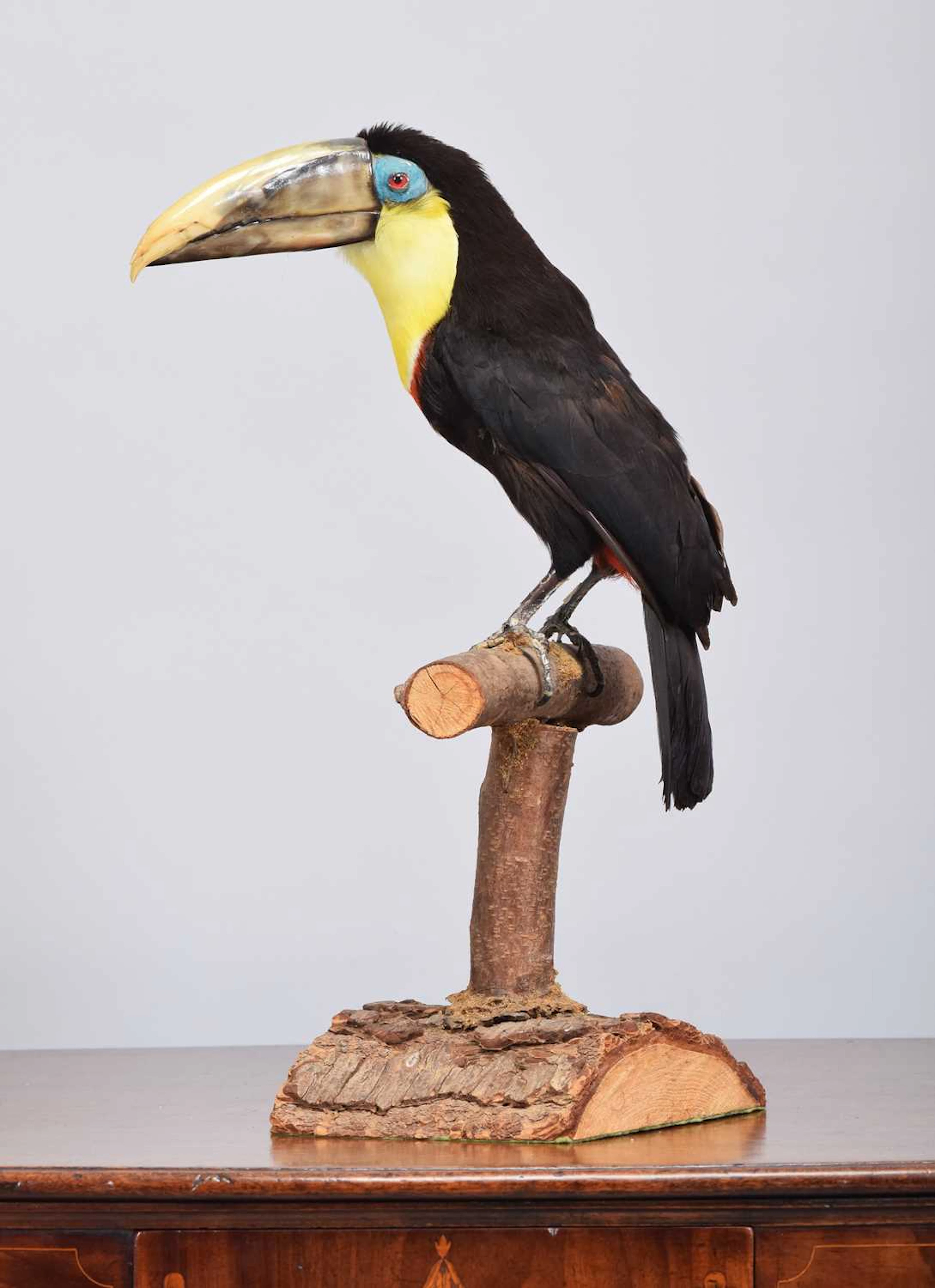 Taxidermy: A Chestnut-mandibled or Swainson's Toucan (Ramphastos ambiguus