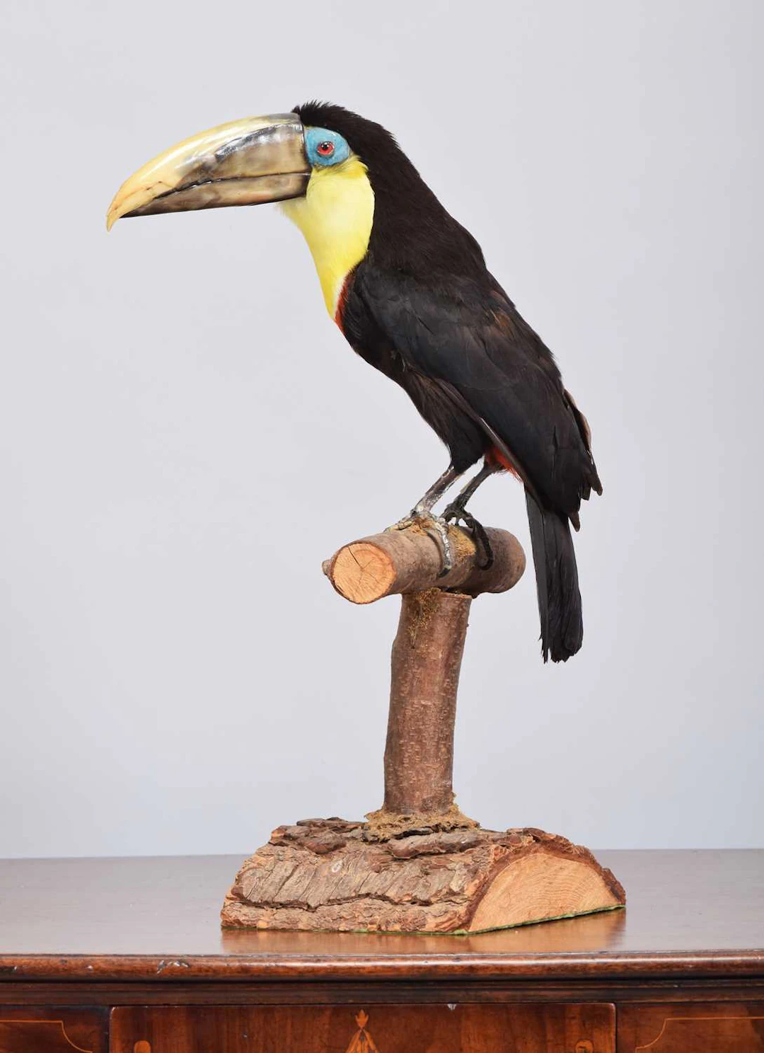 Taxidermy: A Chestnut-mandibled or Swainson's Toucan (Ramphastos ambiguus