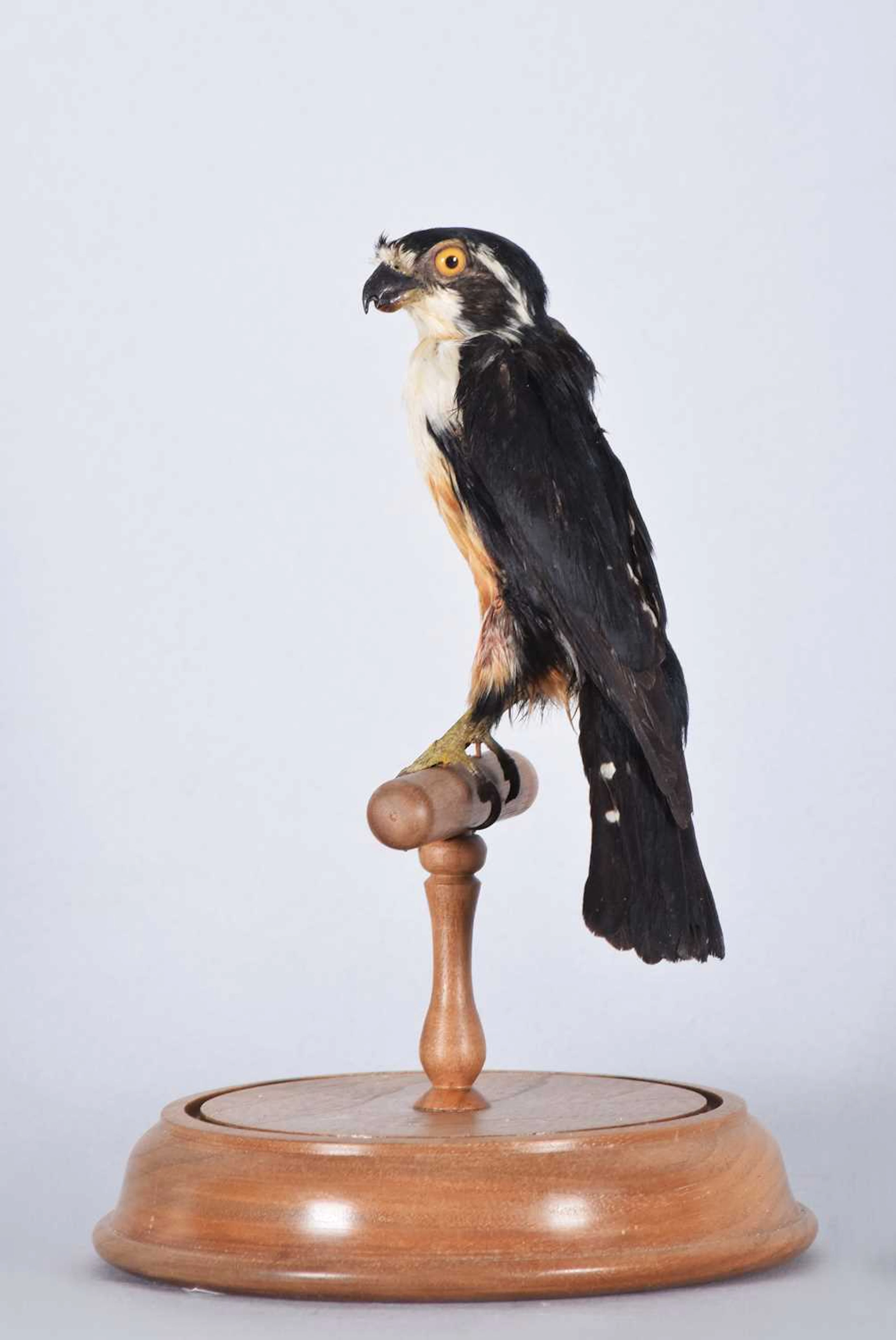Taxidermy: A Late Victorian Black-thighed Falconet (Microhierax fringillarius)