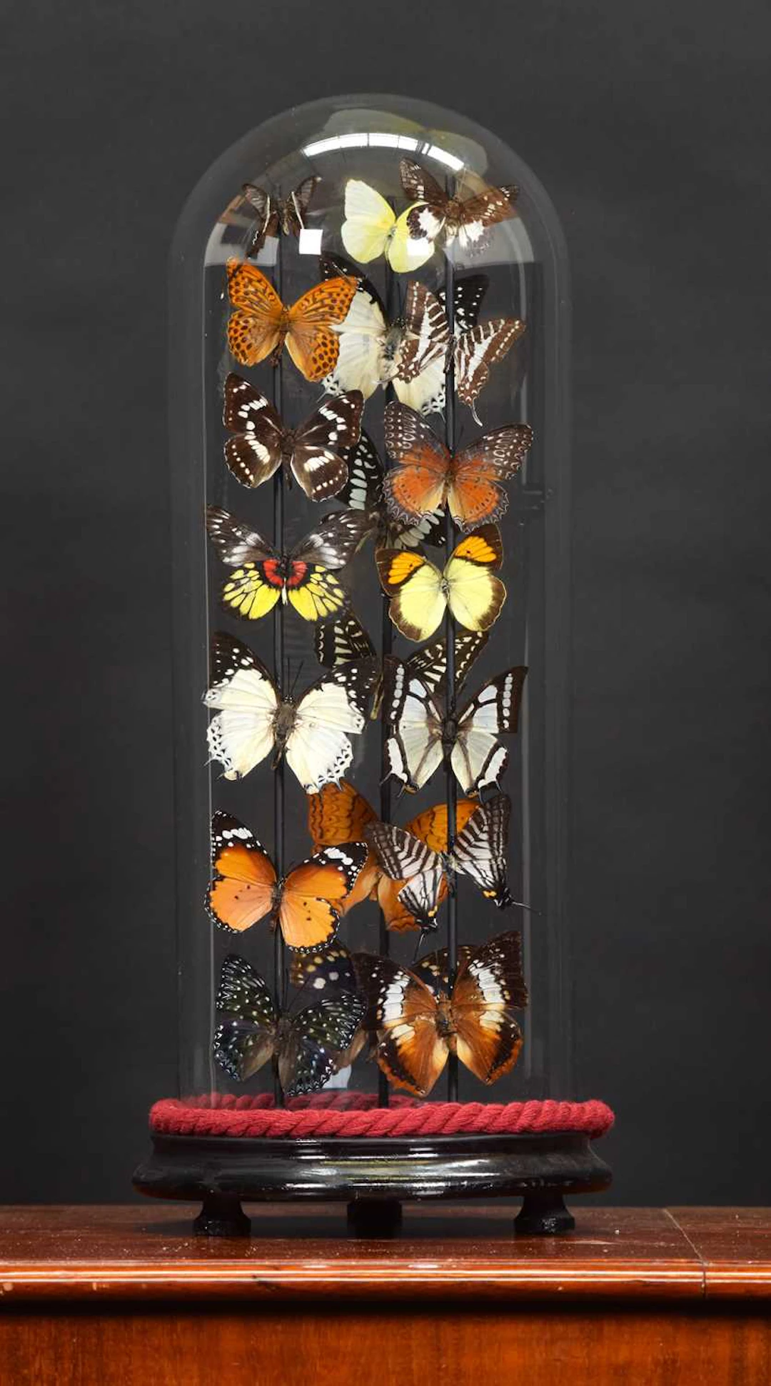Entomology: A Colourful Display of Tropical Butterflies & Moths, modern