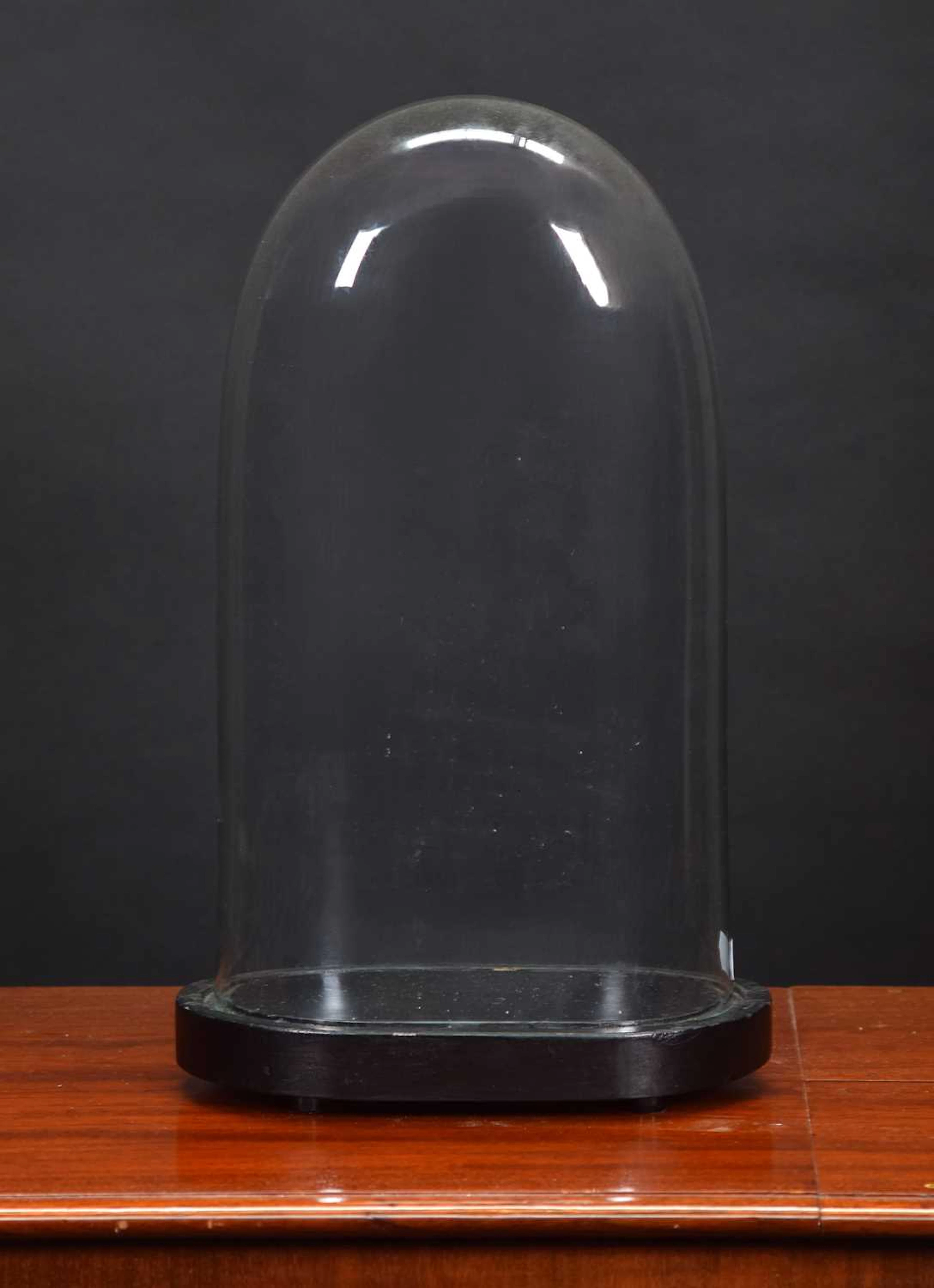 Glass Dome: An Oval Glass Dome