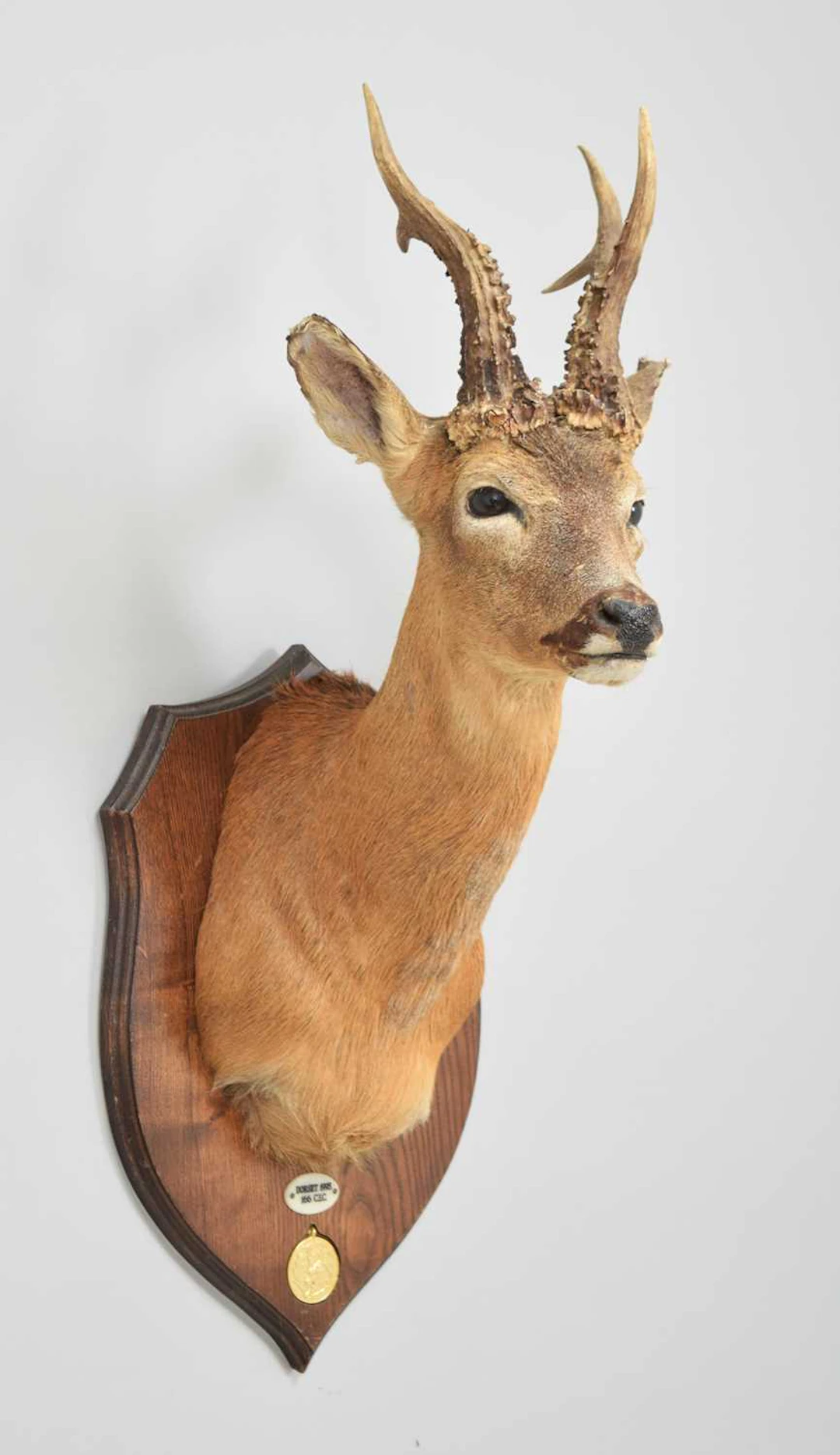 Taxidermy: A Gold Medal European Roebuck (Capreolus capreolus), dated