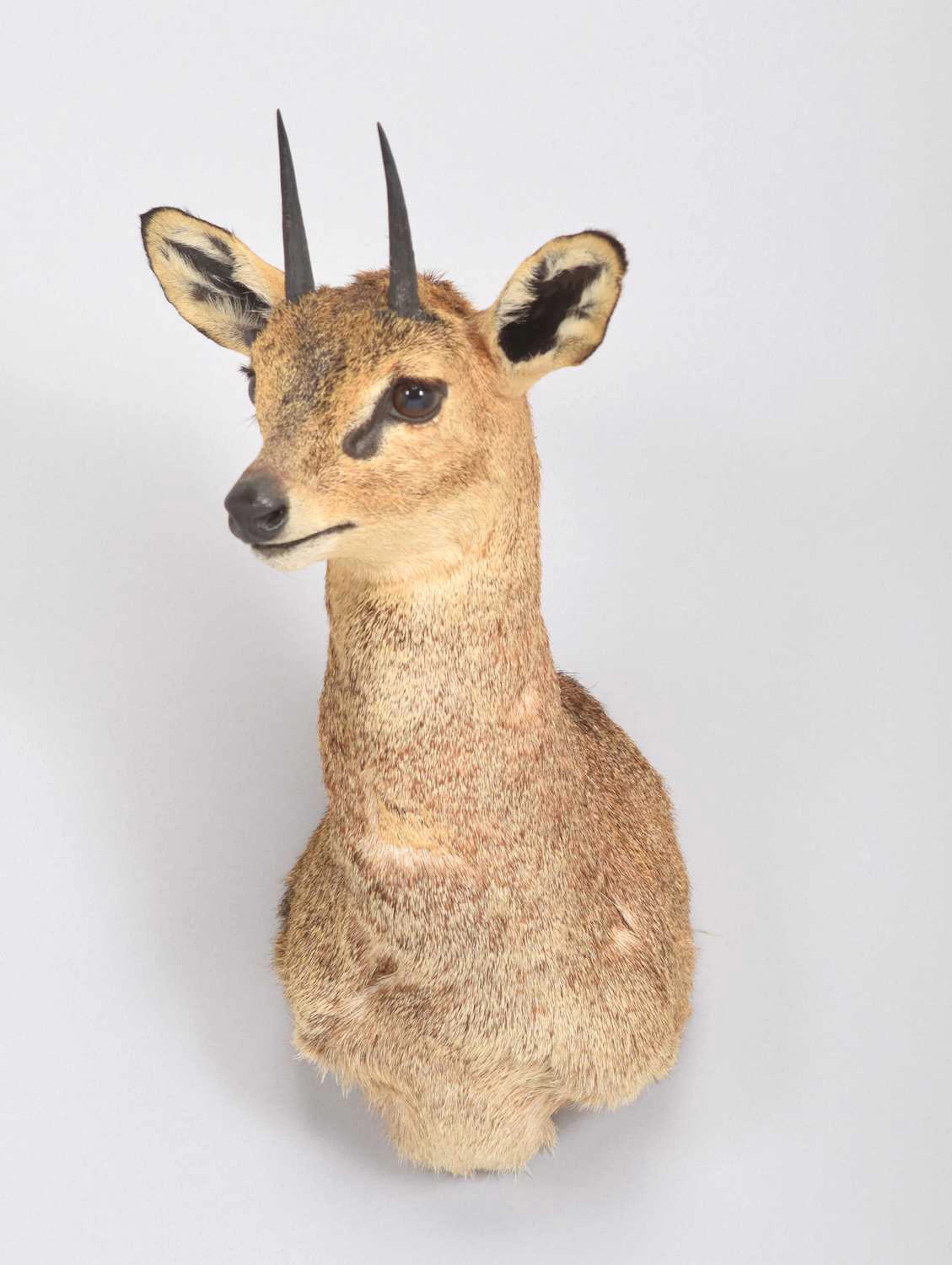 Taxidermy: Cape Klipspringer (Oreotragus oreotragus), 2003, by Zululand