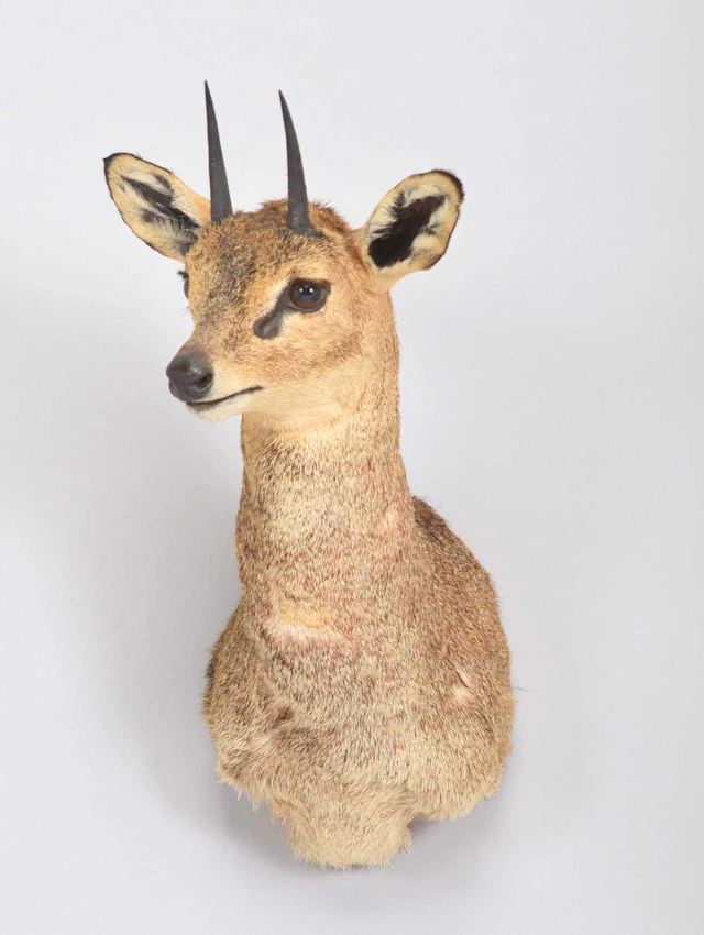 Taxidermy: Cape Klipspringer (Oreotragus oreotragus), 2003, by Zululand