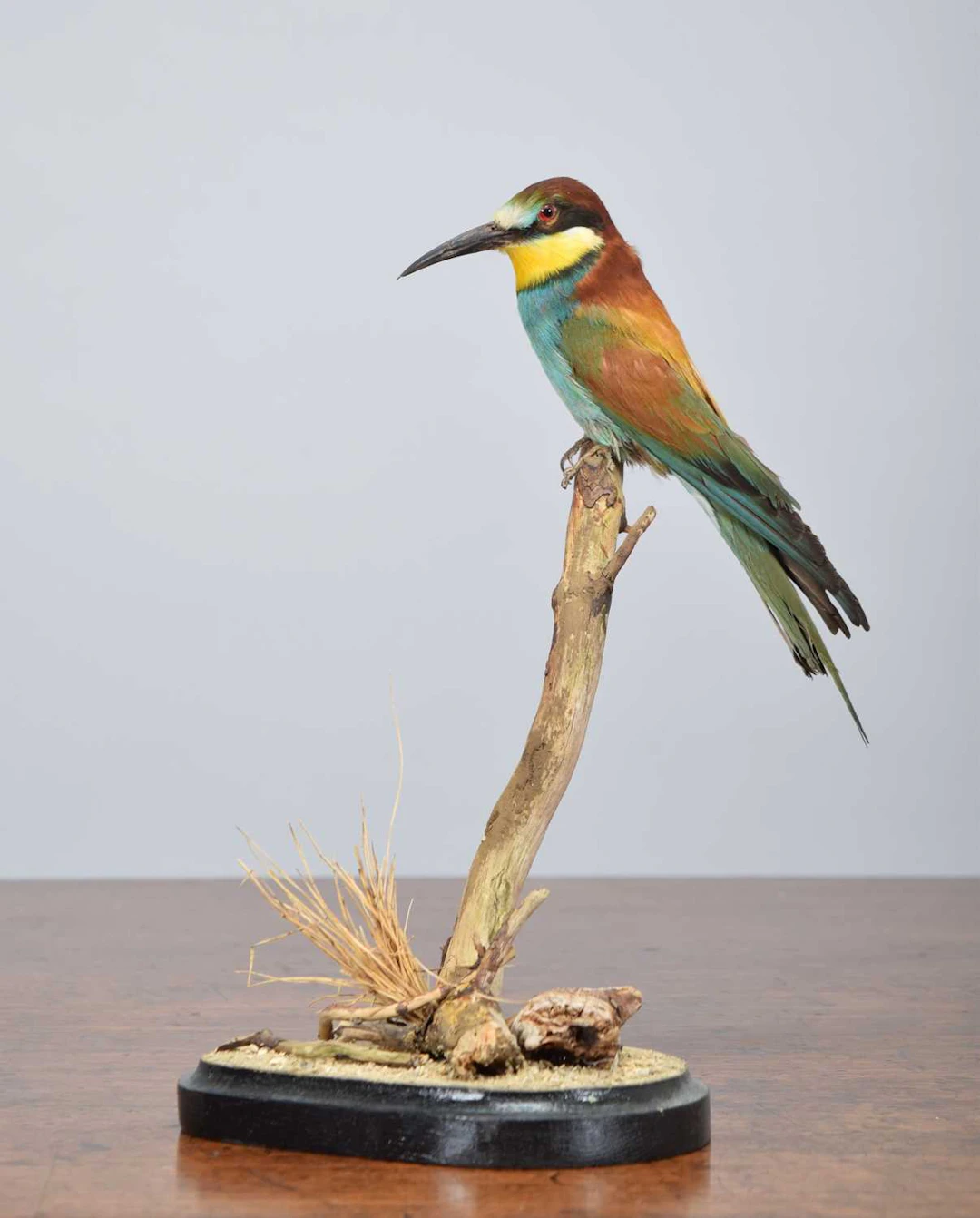 Taxidermy: European Bee-eater (Merops apiaster), modern, (Merops apiaster)