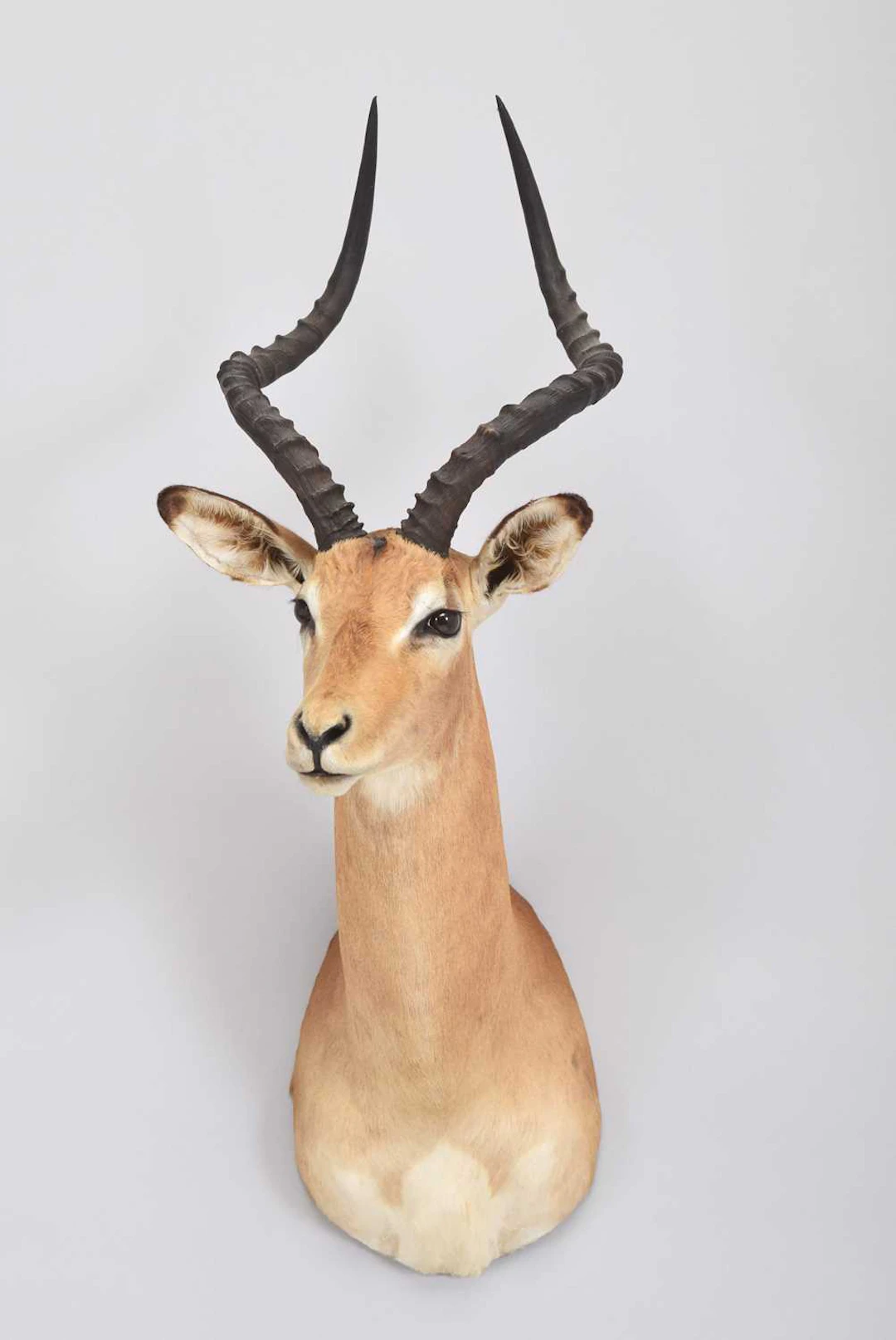 Taxidermy: Common Impala (Aepyceros Melampus), dated 1999, by Boucher