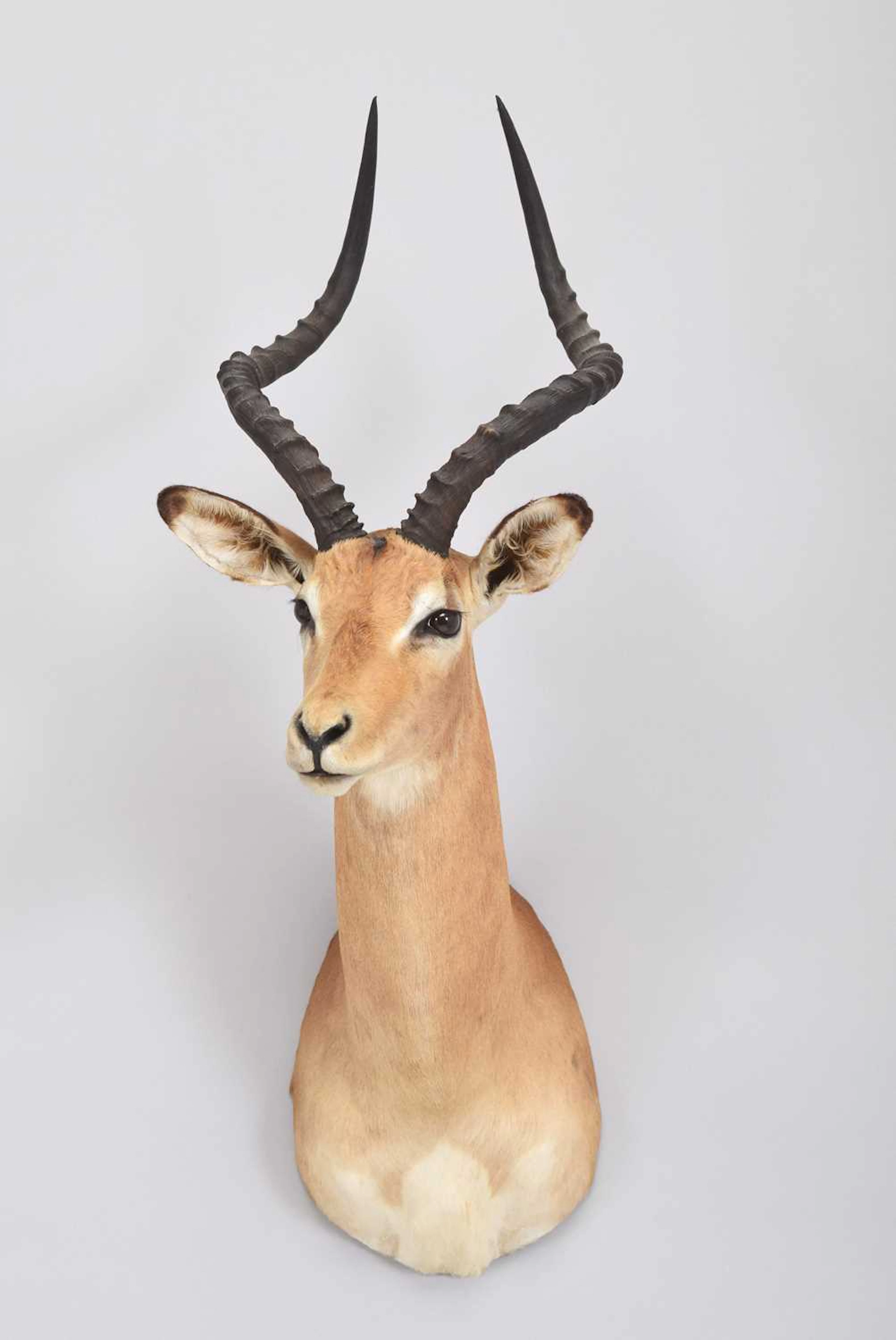 Taxidermy: Common Impala (Aepyceros Melampus), dated 1999, by Boucher