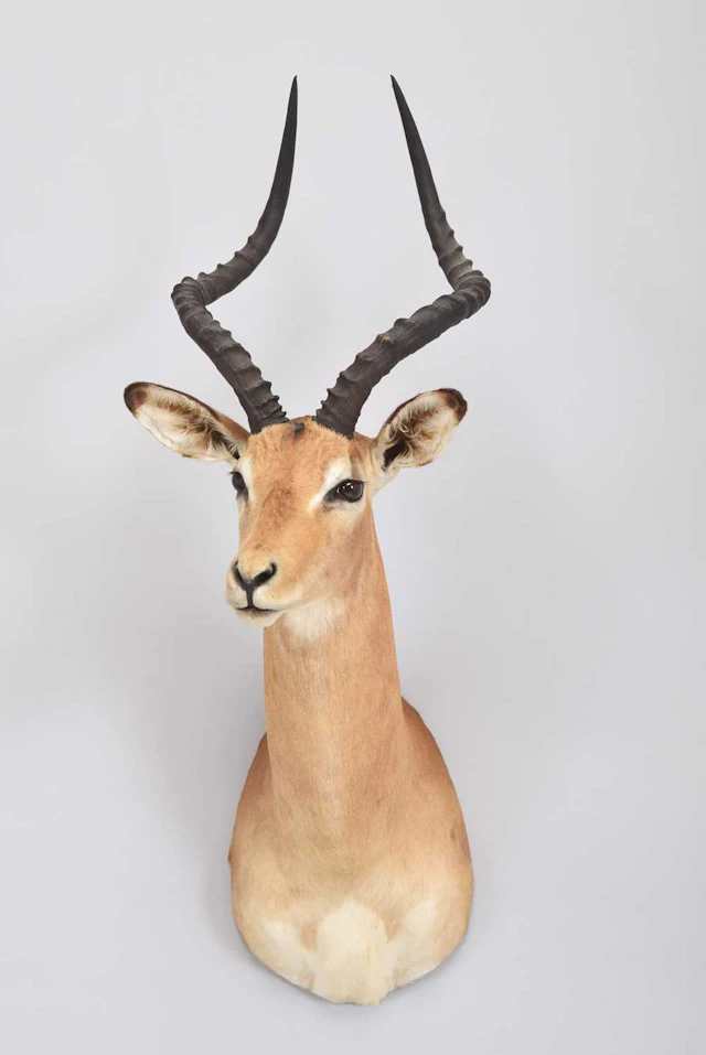 Taxidermy: Common Impala (Aepyceros Melampus), dated 1999, by Boucher