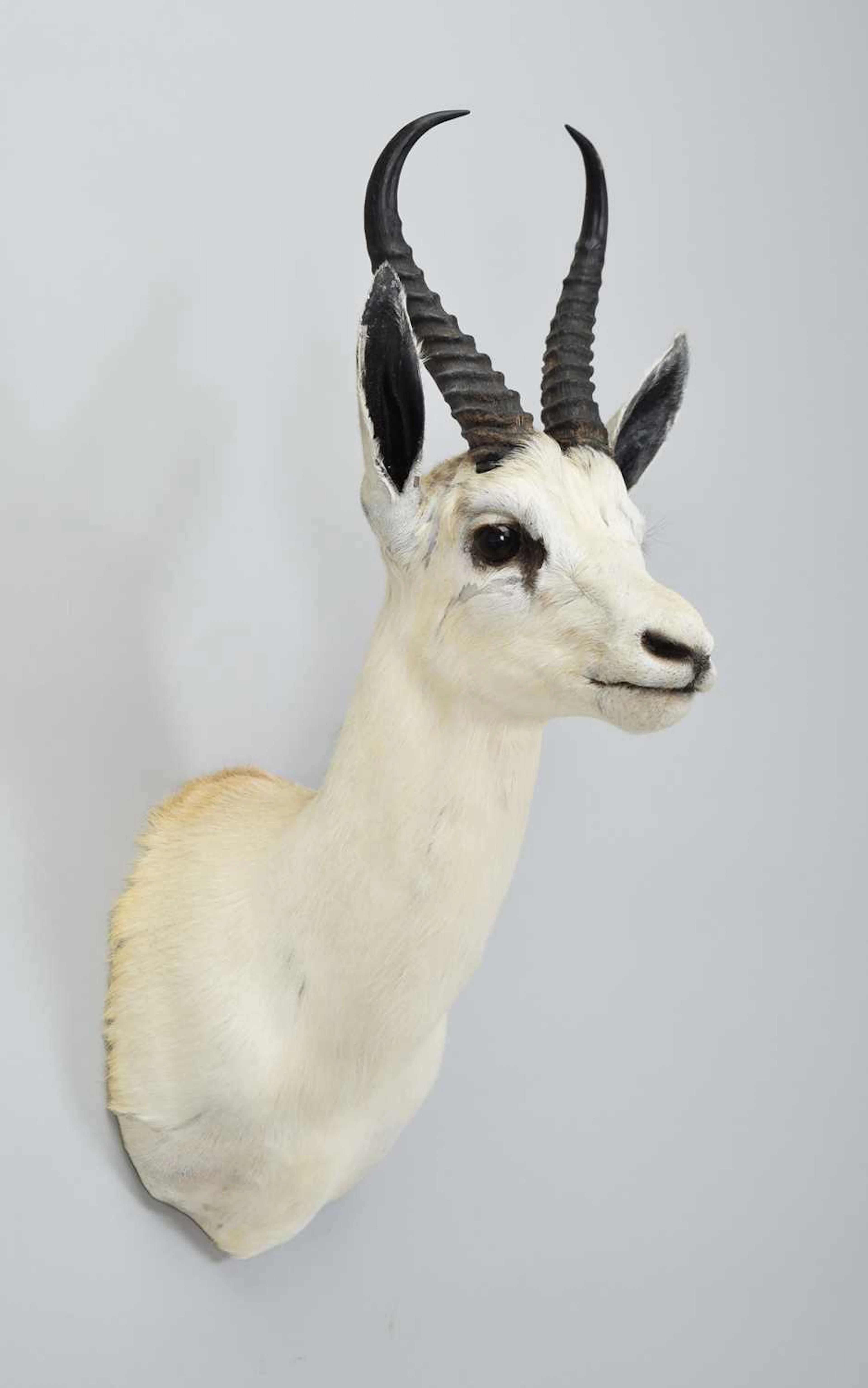 Taxidermy: White South African Springbok (Antidorcas marsupialis)