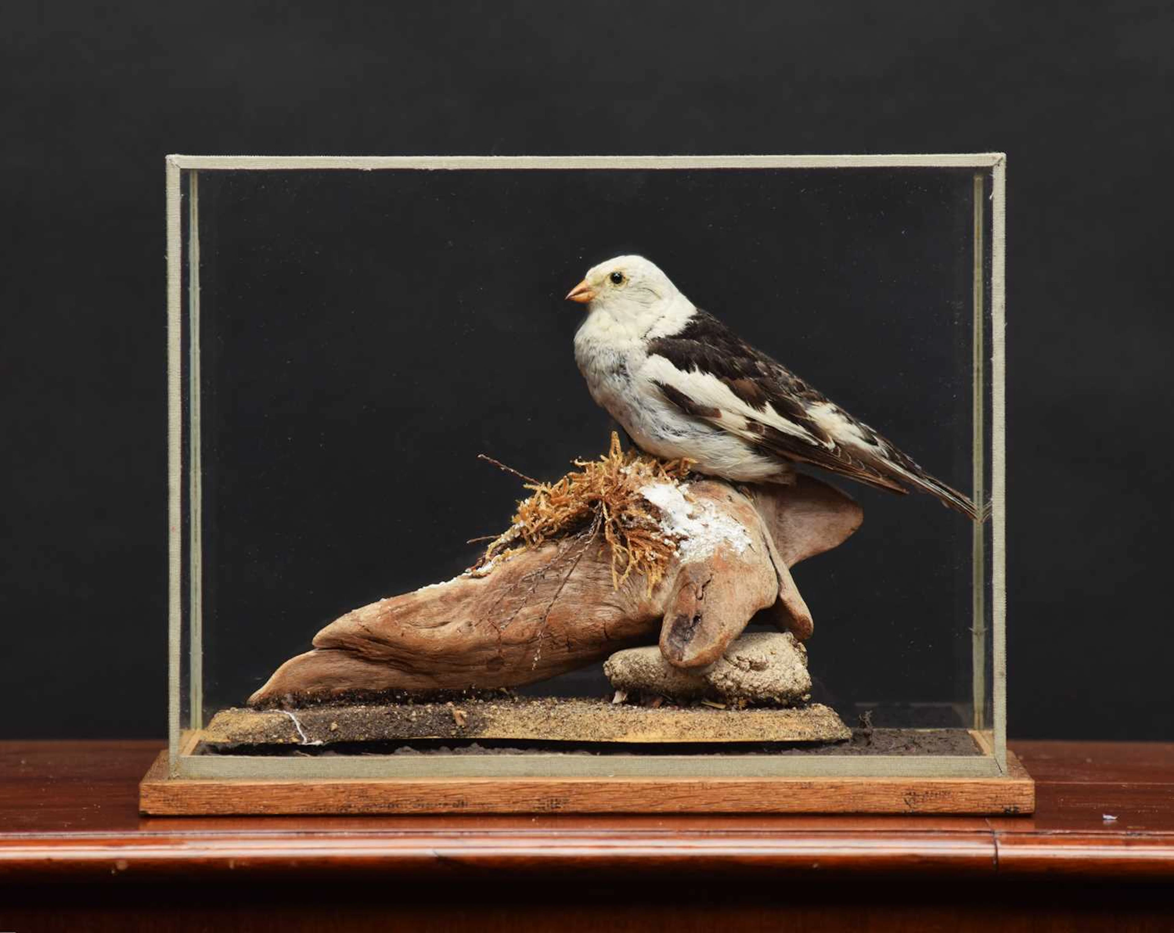 Taxidermy: A Cased Snow Bunting (Plectrophenax nivalis), late 20th
