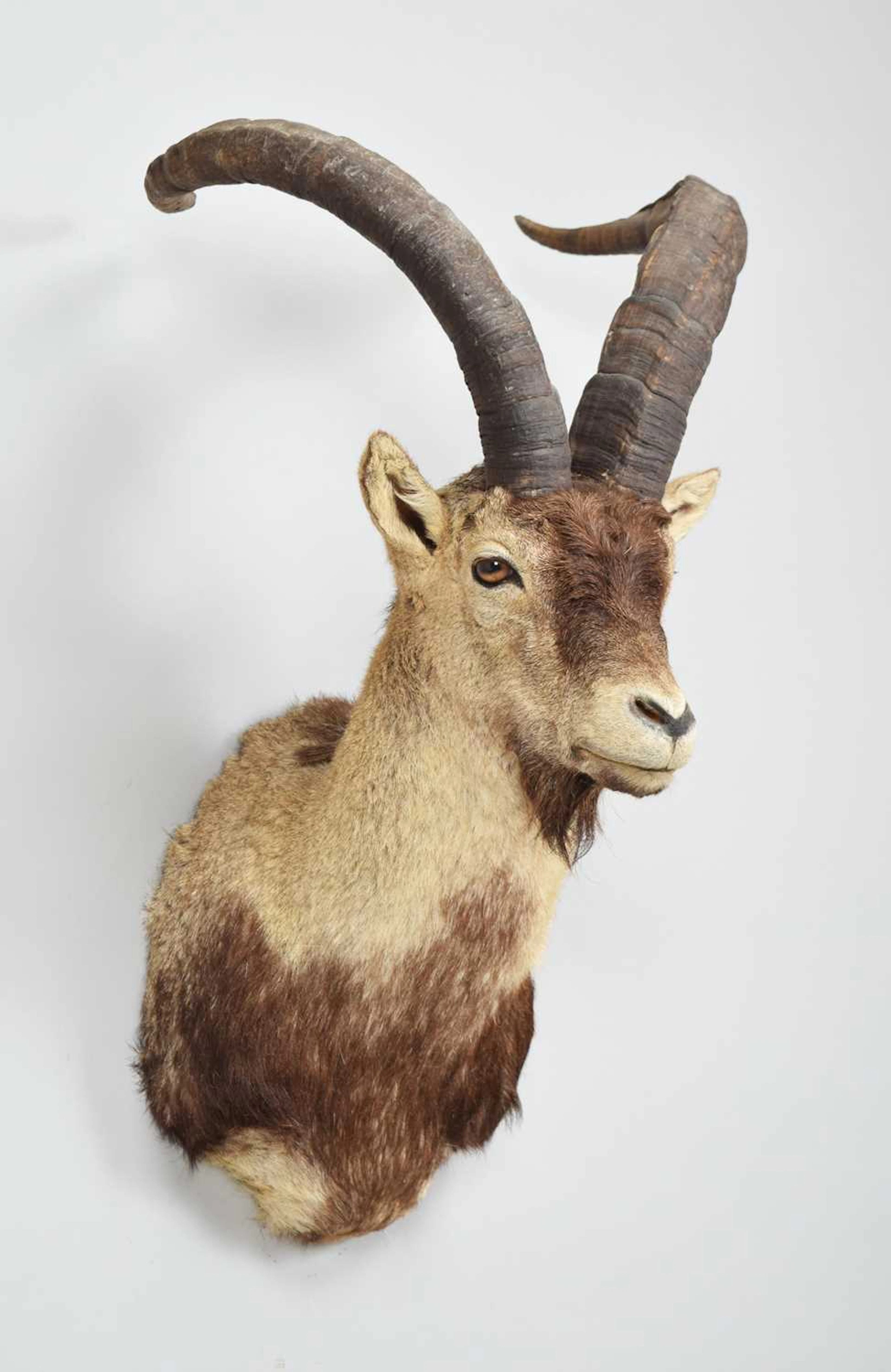 Taxidermy: Spanish Ibex, modern, by Colin Dunton, Taxidermy, Marlborough