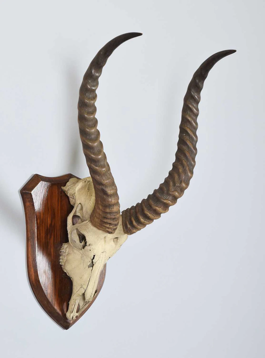 Antlers/Horns: Kob Horns on Upper Skull (Kobus kob), early 20th century