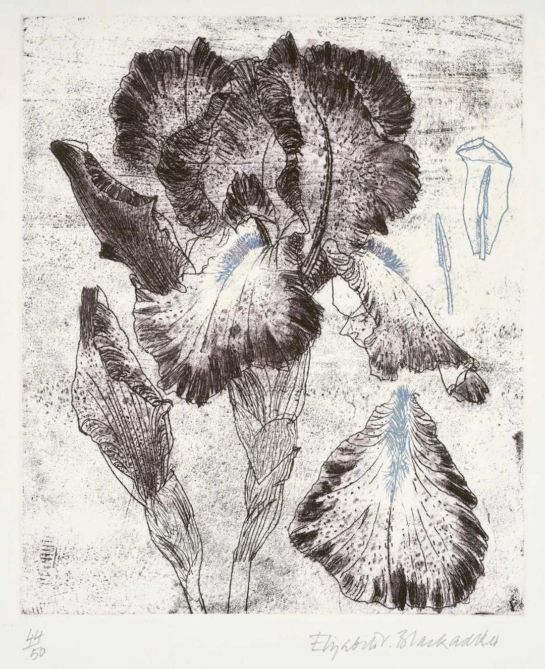 Dame Elizabeth Violet Blackadder DBE, RA, RSA (1931-2021) Scottish