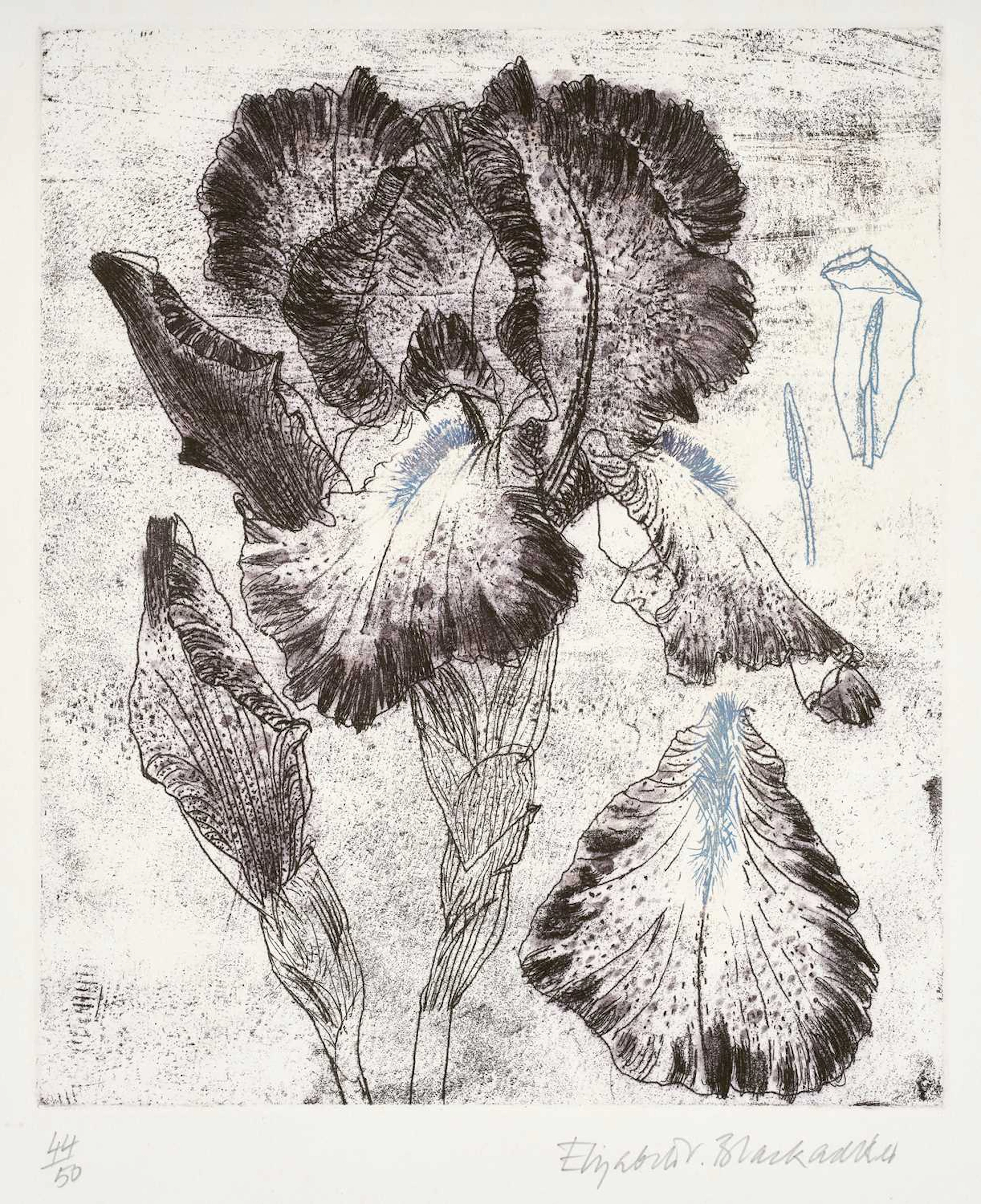 Dame Elizabeth Violet Blackadder DBE, RA, RSA (1931-2021) Scottish