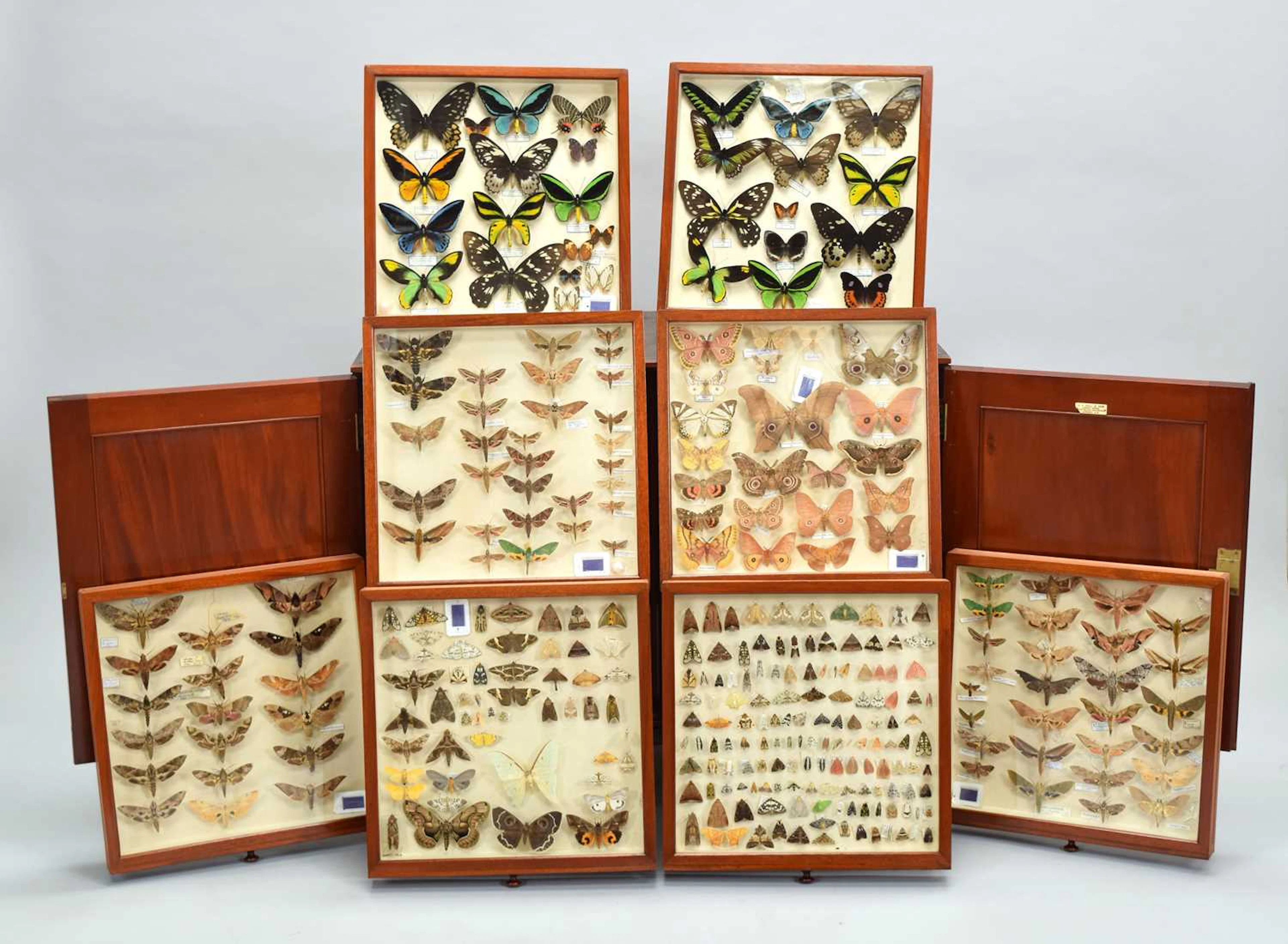 Entomology/Lepidoptera: A Cabinet Collection of British, European