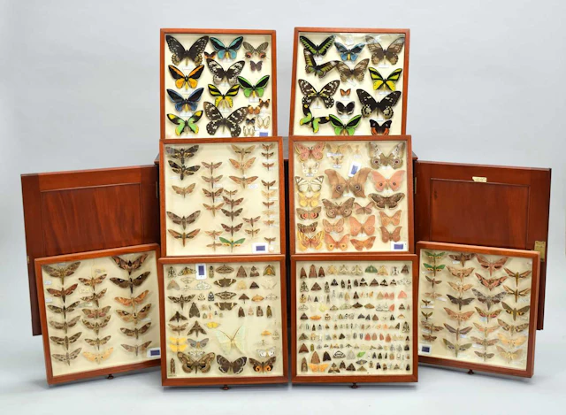 Entomology/Lepidoptera: A Cabinet Collection of British, European