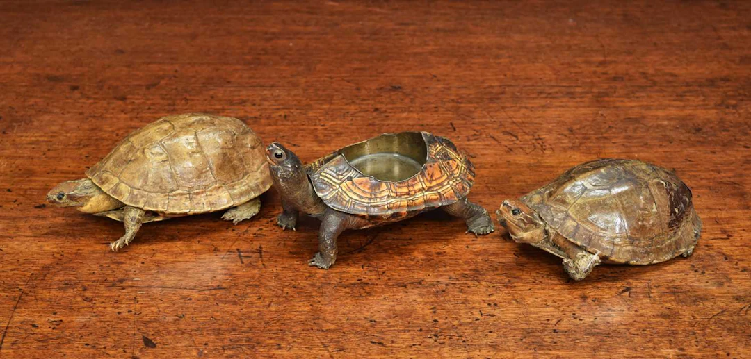 Taxidermy: A Group of Asian Box Turtles, early-mid 20th century