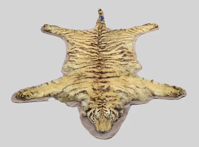 Taxidermy: Siberian Tiger Skin Rug (Panthera tigris altaica), early