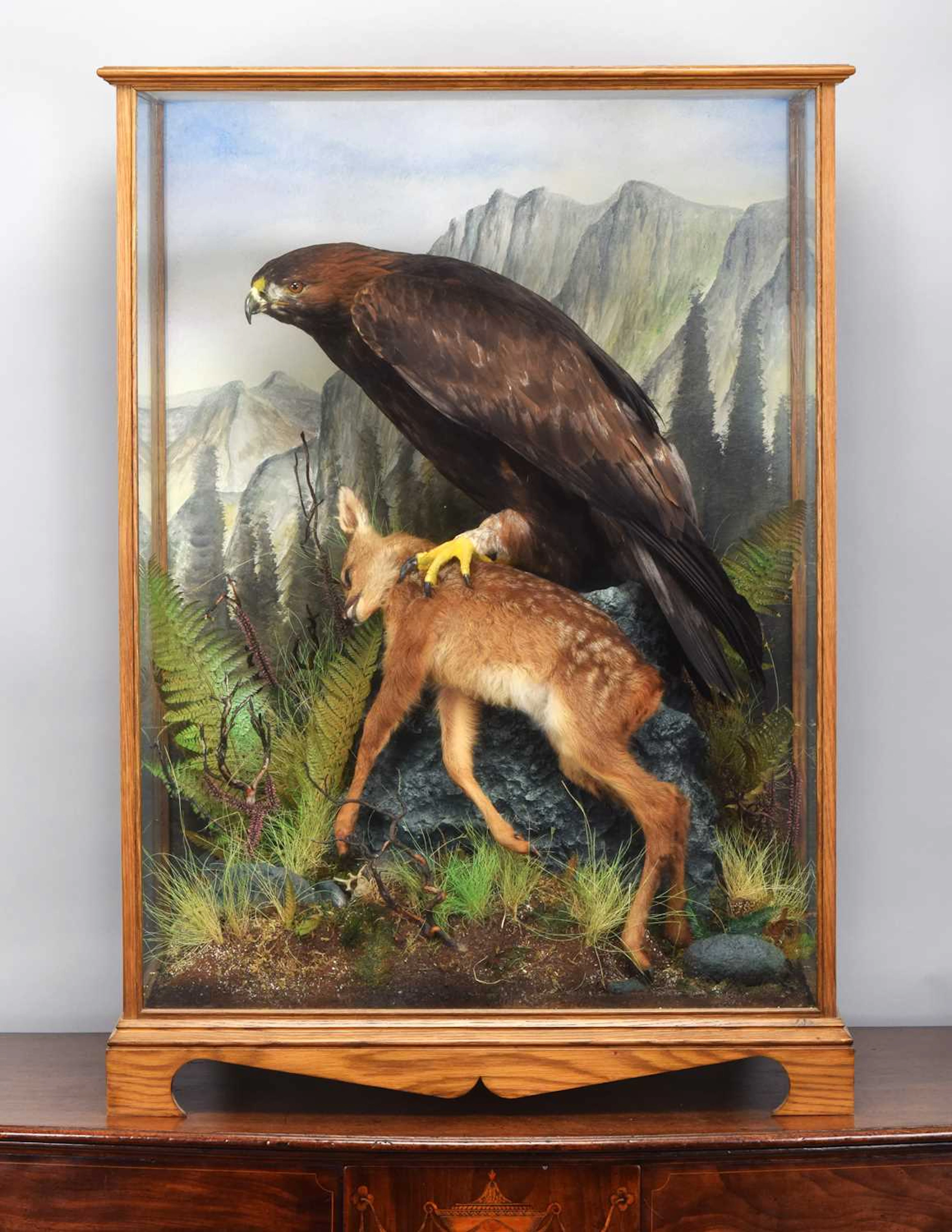 Taxidermy: A Large Cased Golden Eagle (Aquila chrysaetos), dated 2011
