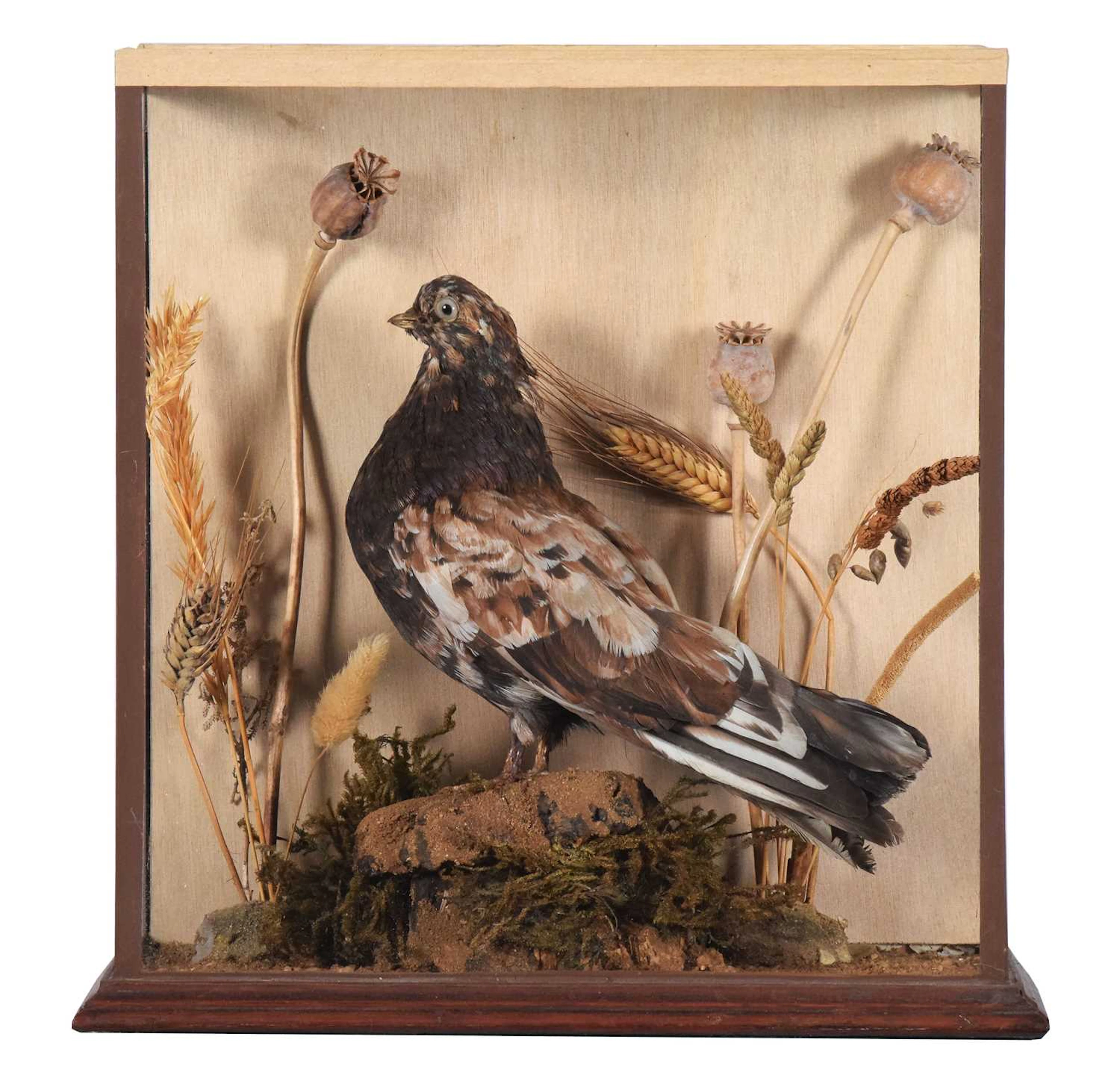 Taxidermy: A Late Victorian Cased Darwin Almond Tumbler Pigeon (Columba