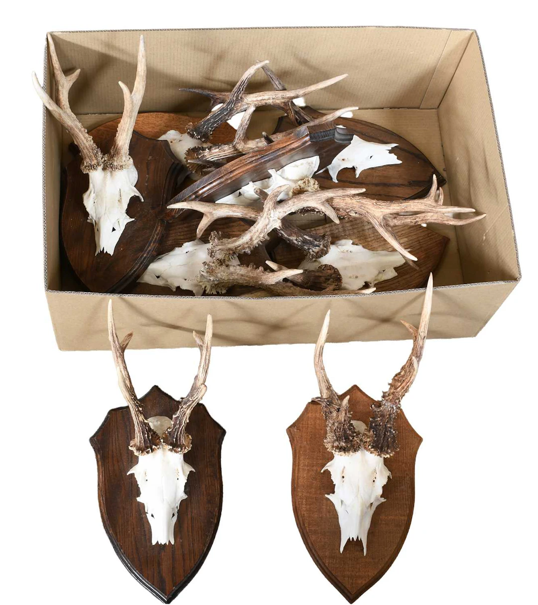 Antlers/Horns: A Group of Large Medal Class Roebuck Antlers (Capreolus