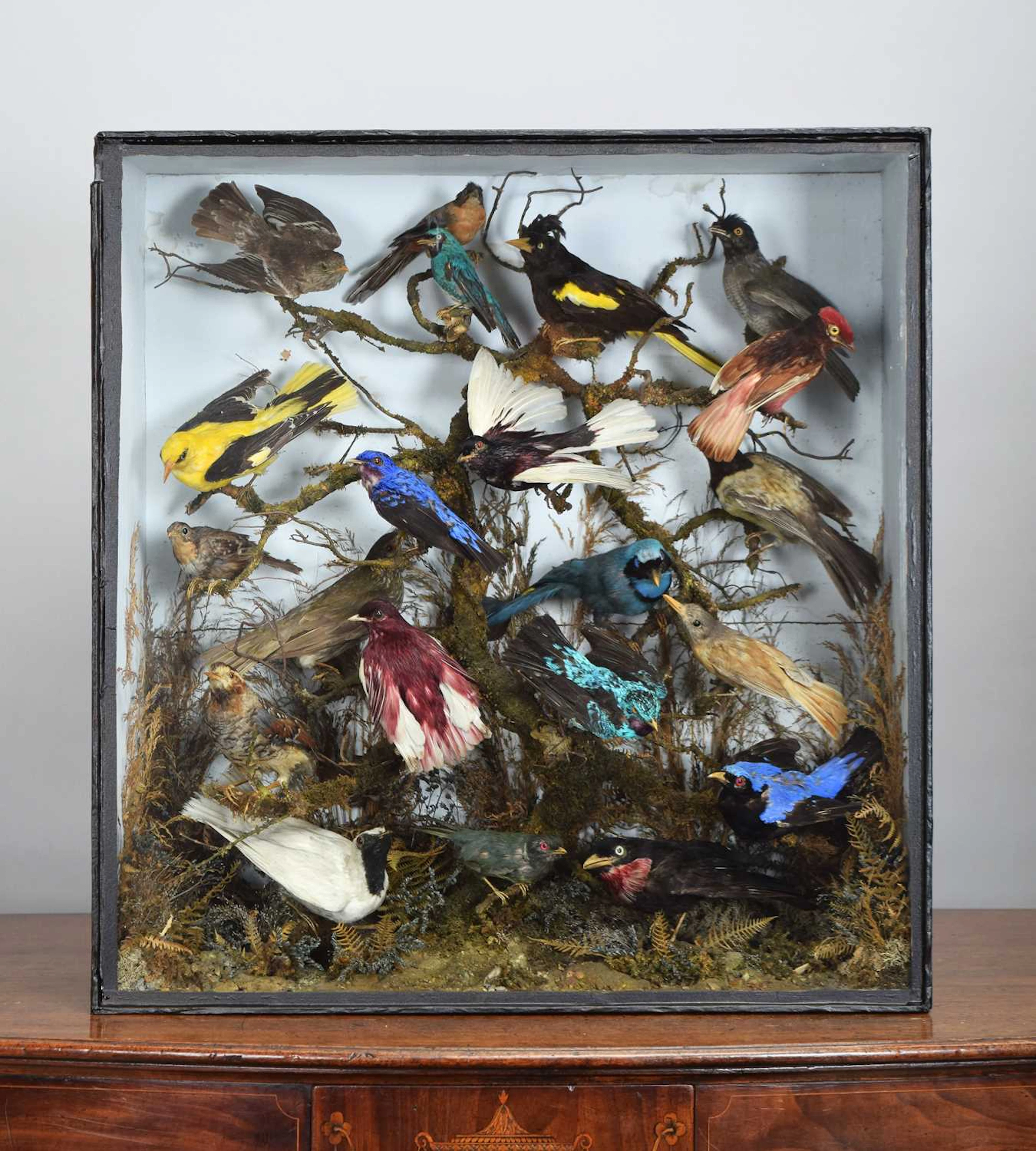 Taxidermy: A Victorian Display of Tropical Birds Native to South America